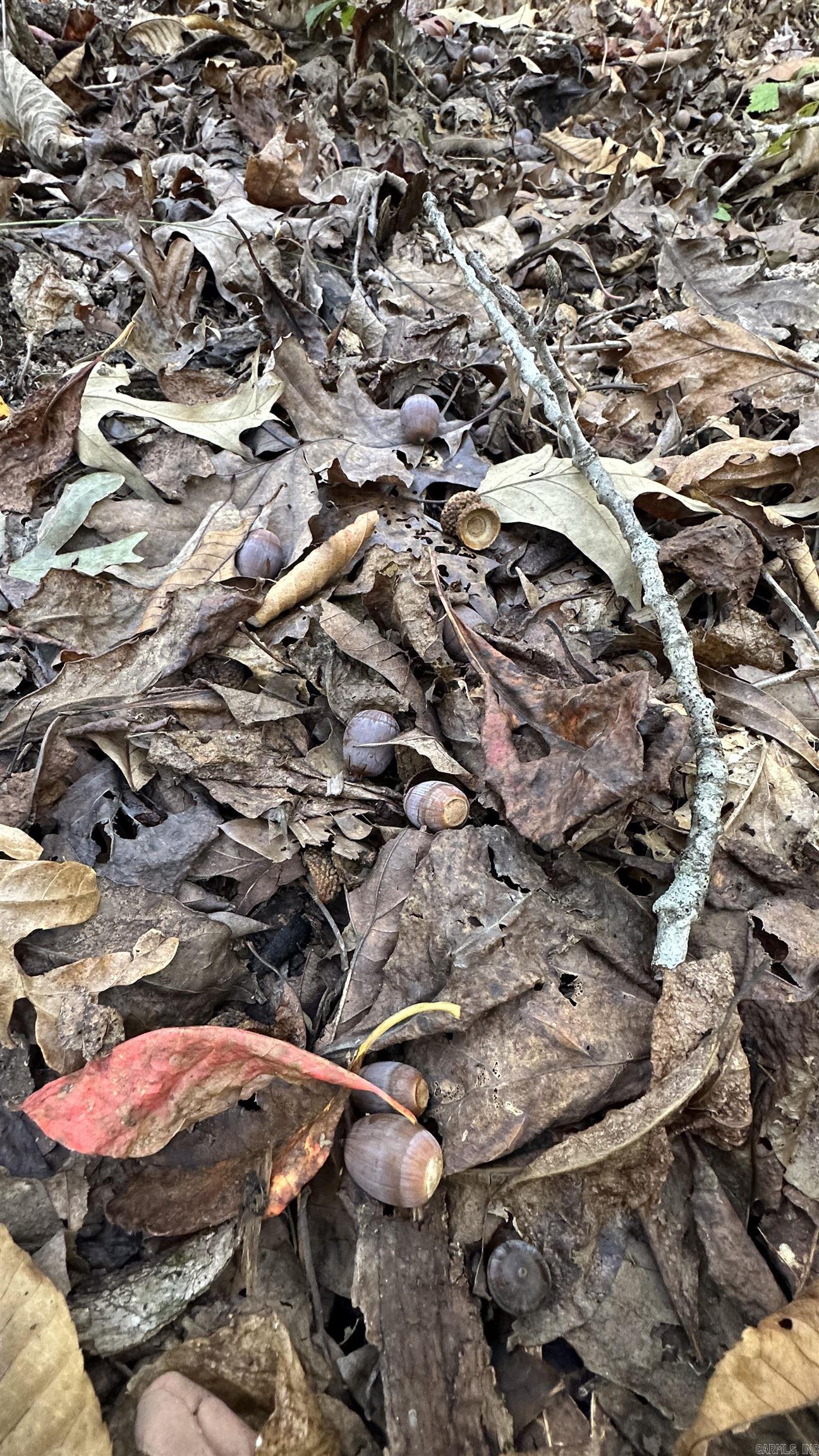 Photo 27 - Vacant Land for sale – 000  Schales Rd.   Sitka, AR