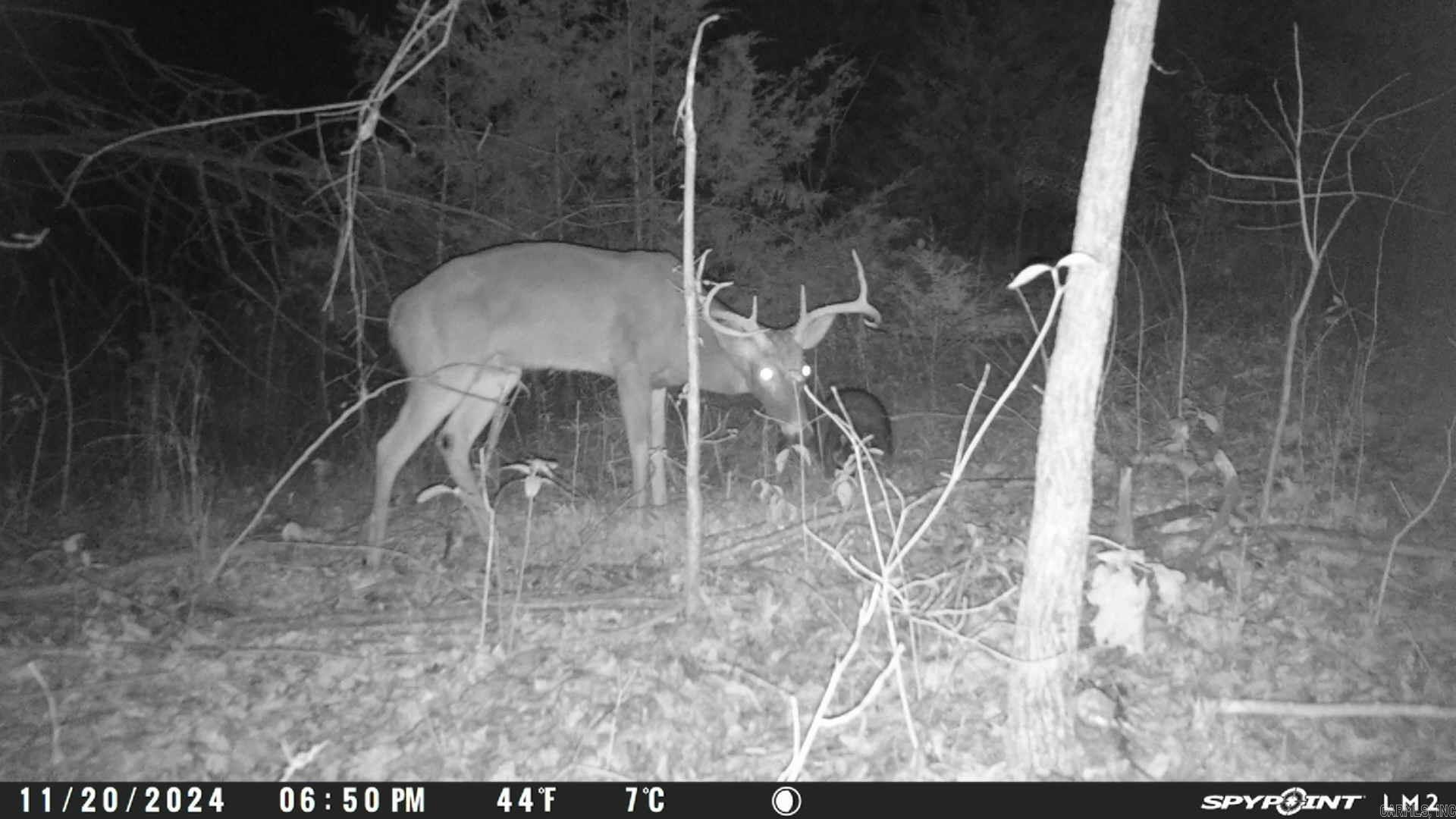 Photo 39 - Vacant Land for sale – 000  Schales Rd.   Sitka, AR