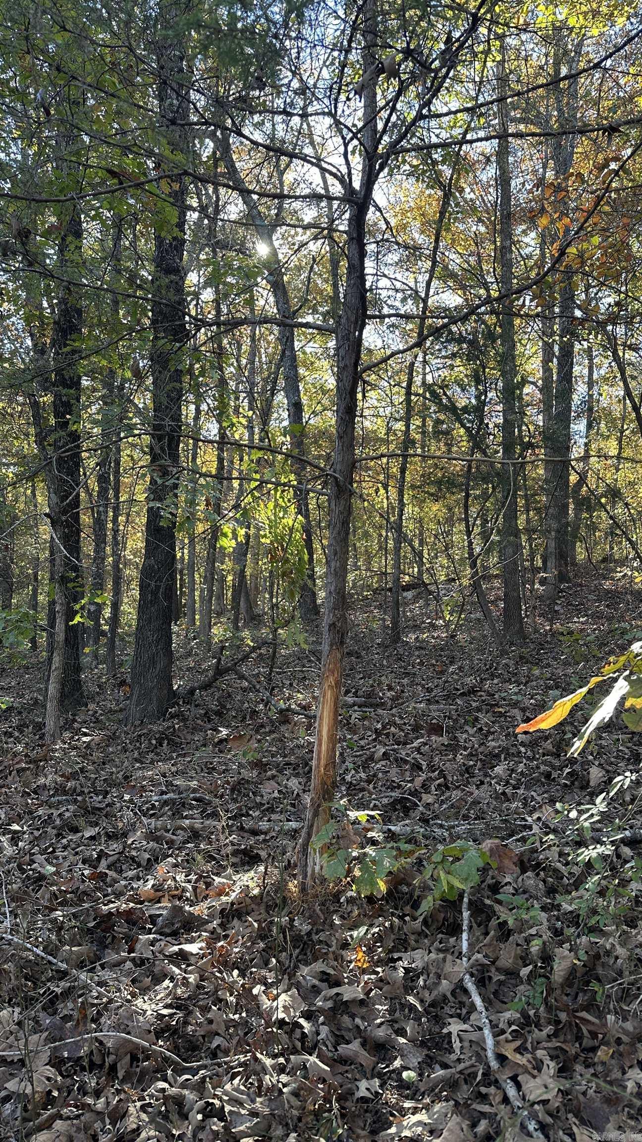 Photo 9 - Vacant Land for sale – 000  Schales Rd.   Sitka, AR