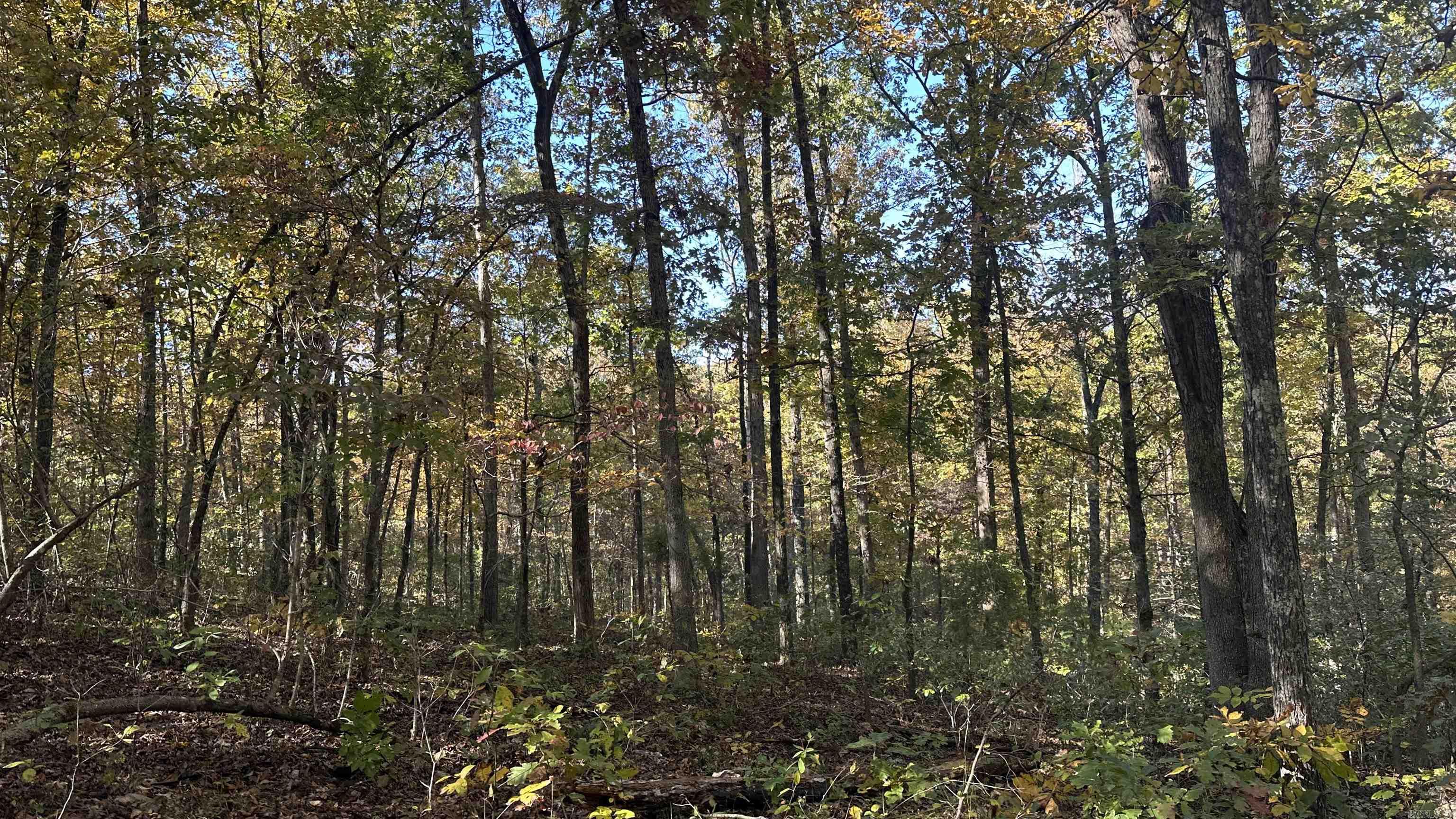 Photo 10 - Vacant Land for sale – 000  Schales Rd.   Sitka, AR