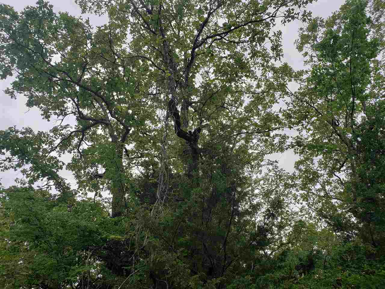 Photo 17 - Vacant Land for sale – L-8 B-11  Micco   Cherokee Village, AR