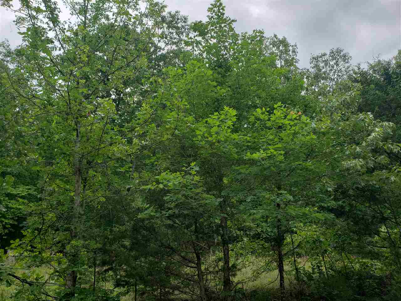 Photo 3 - Vacant Land for sale – L-5 B-5  Flathead   Cherokee Village, AR