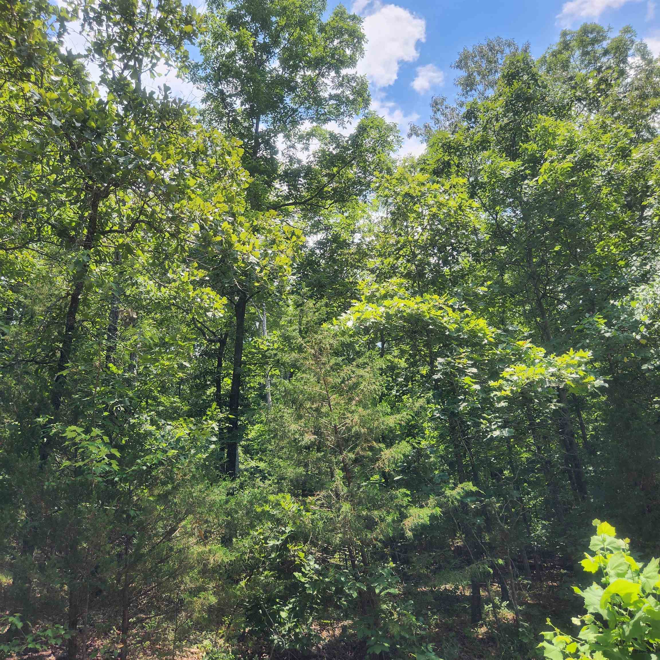 Photo 13 - Vacant Land for sale – L-15, B-13A  Cochise   Cherokee Village, AR