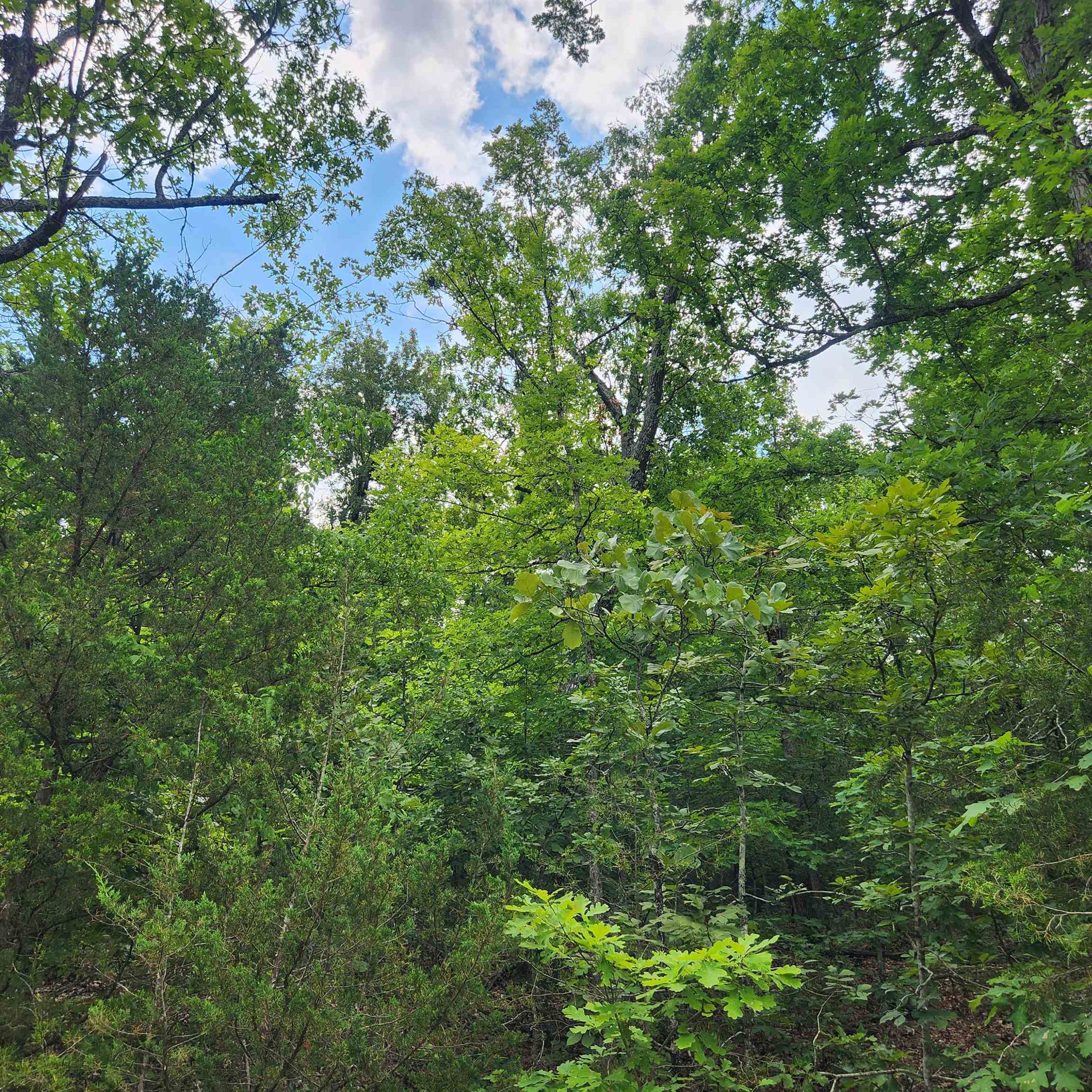 Photo 11 - Vacant Land for sale – L-137, B-18  Tampa   Cherokee Village, AR