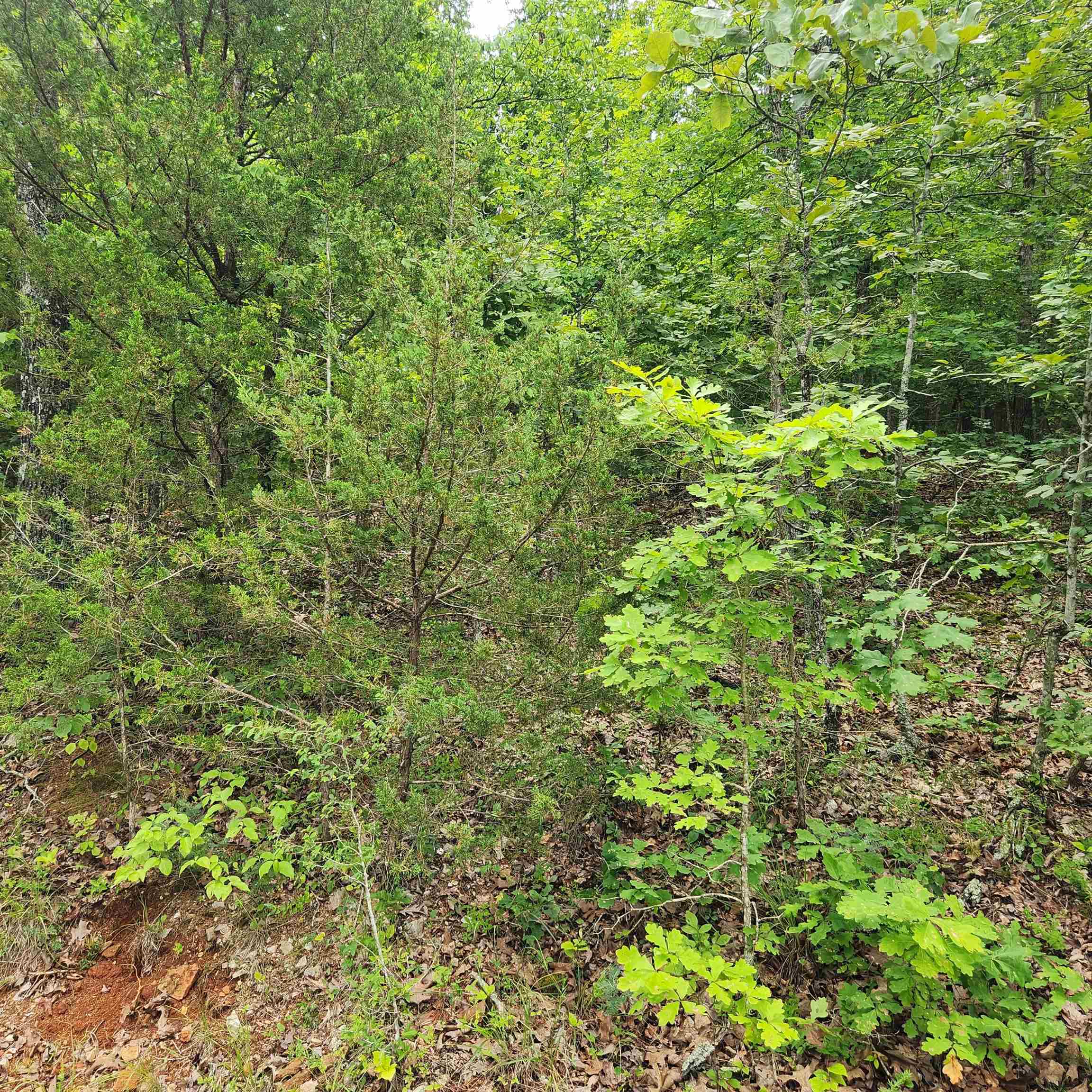 Photo 12 - Vacant Land for sale – L-137, B-18  Tampa   Cherokee Village, AR