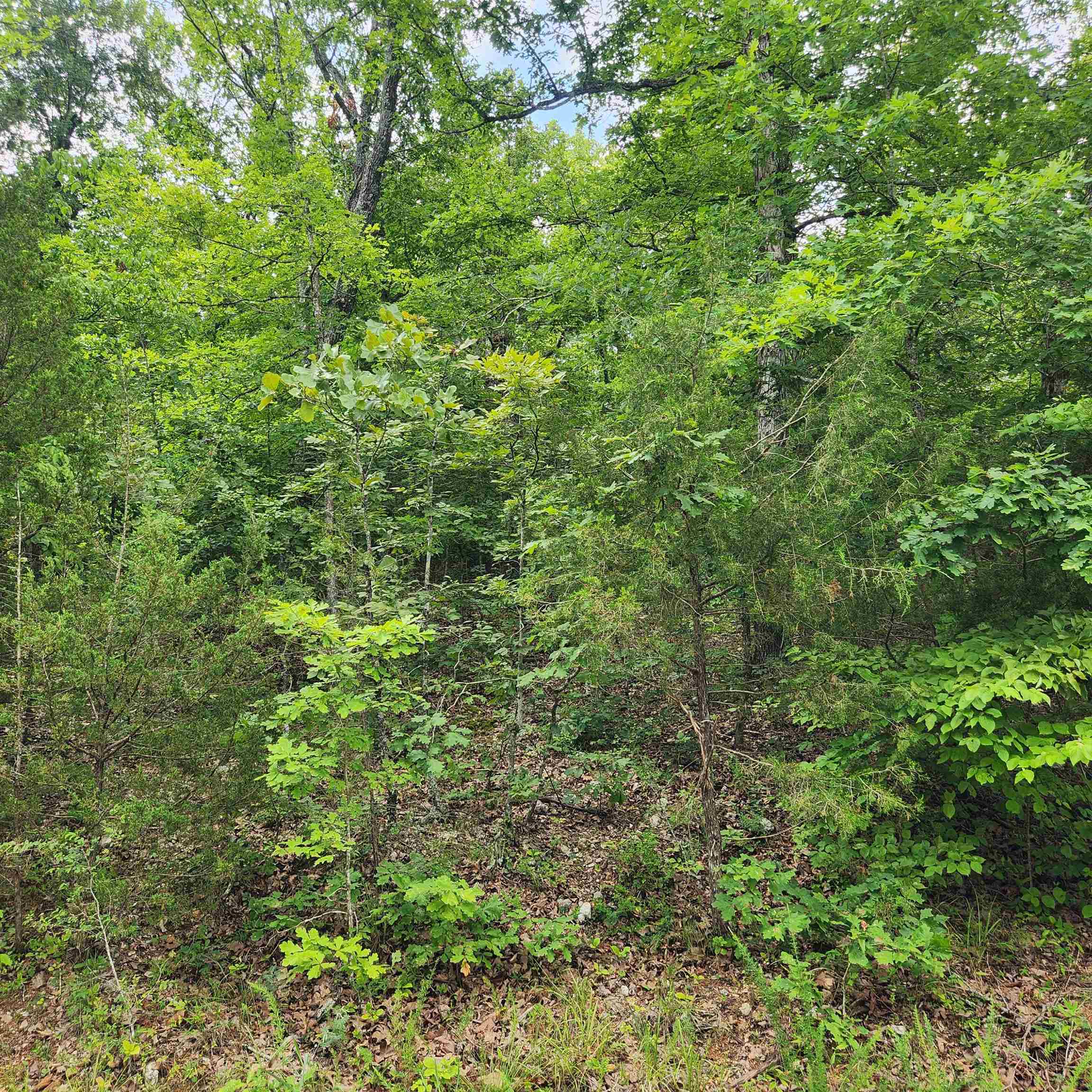 Photo 5 - Vacant Land for sale – L-137, B-18  Tampa   Cherokee Village, AR