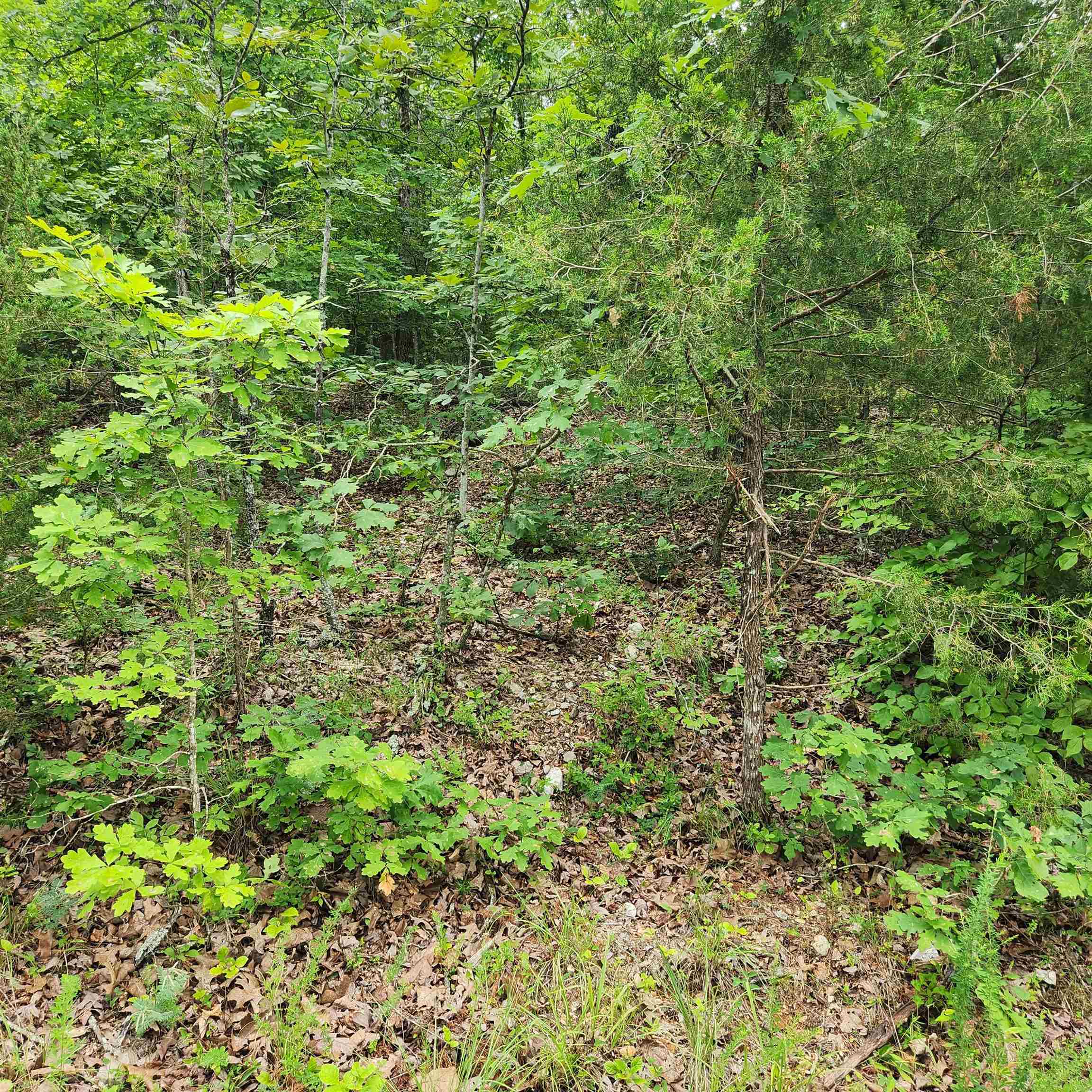 Photo 9 - Vacant Land for sale – L-137, B-18  Tampa   Cherokee Village, AR