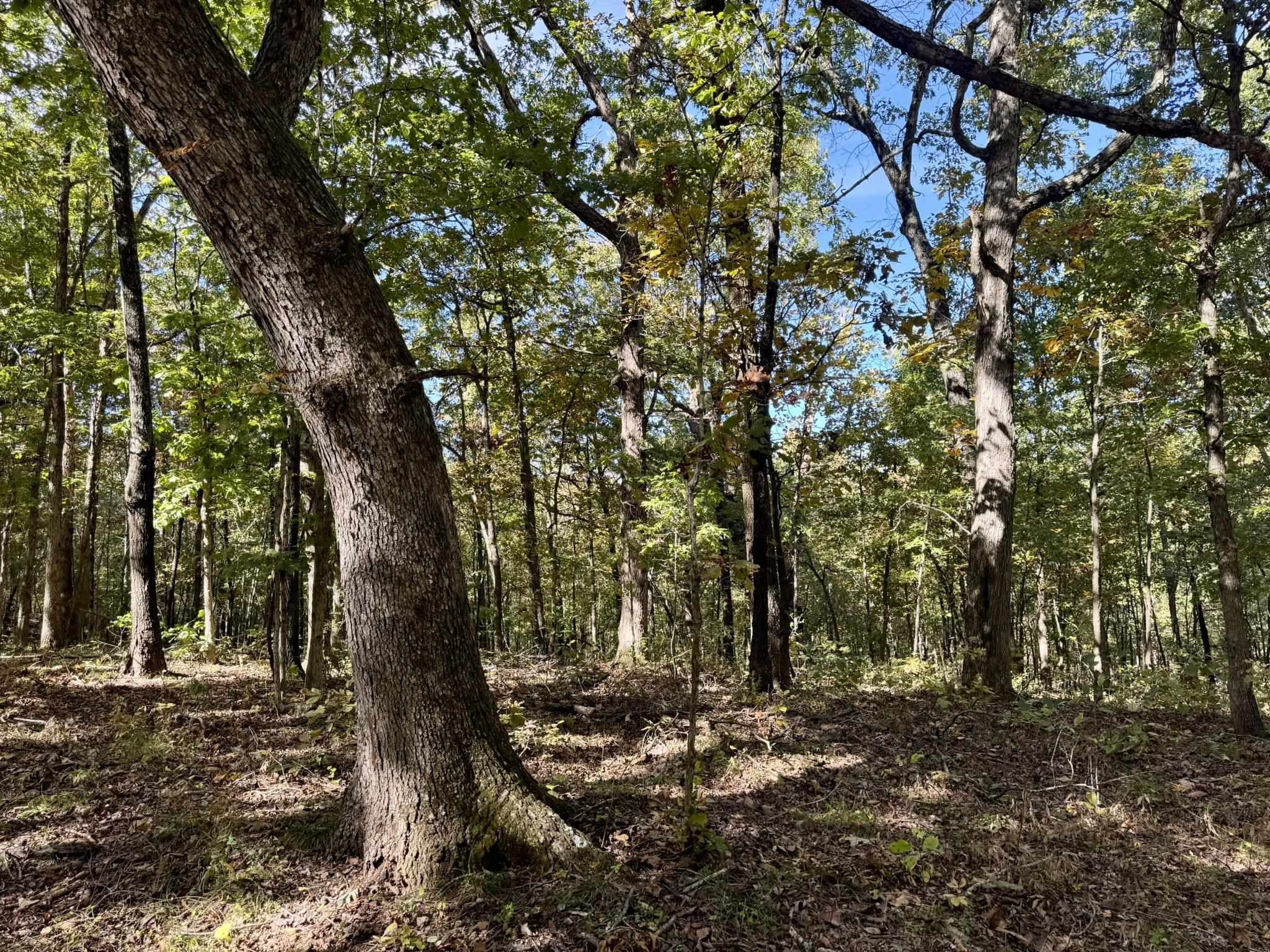 Photo 11 - Vacant Land for sale – 13.5A  Highway 58   Sidney, AR