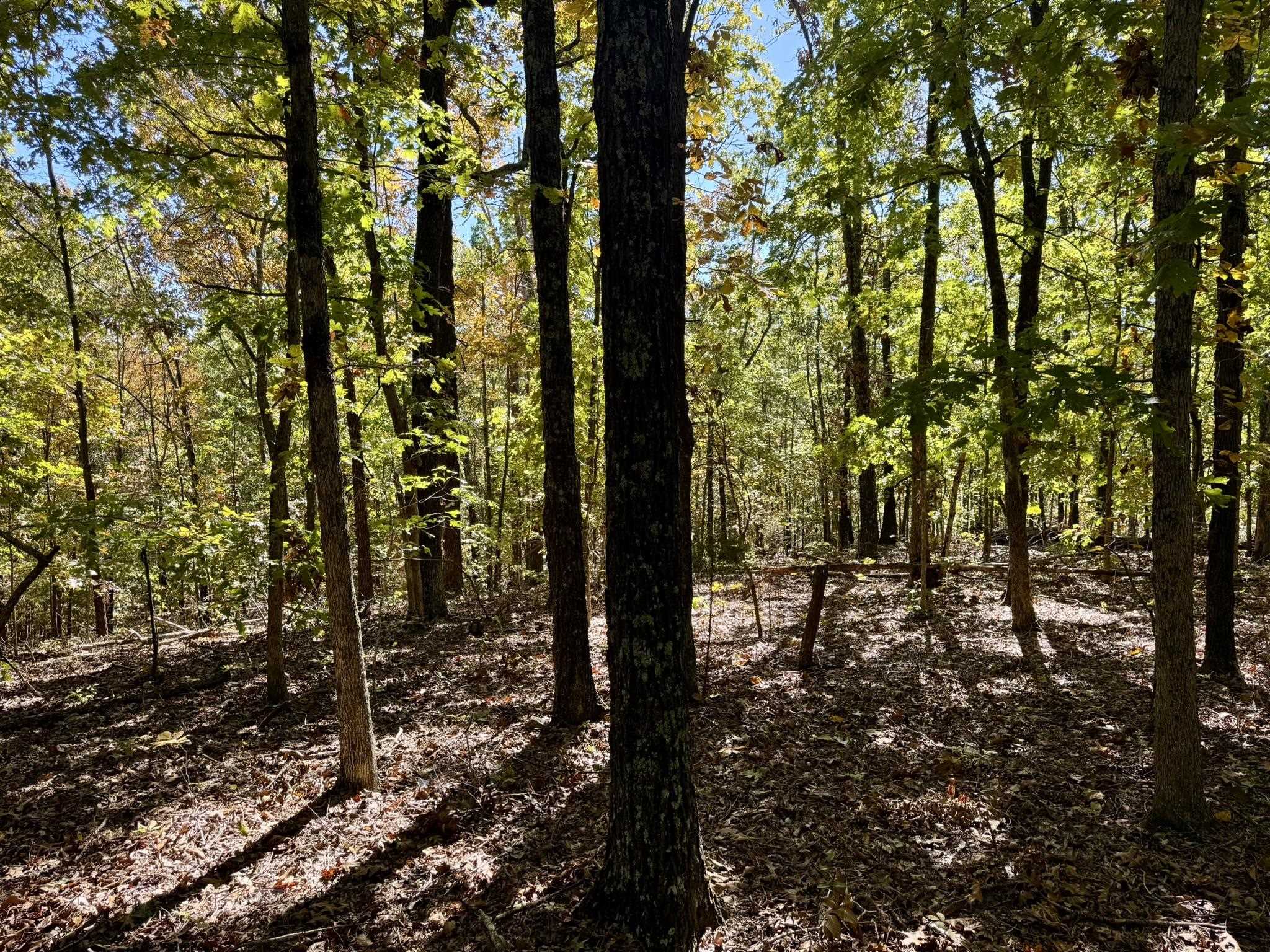 Photo 7 - Vacant Land for sale – 13.5A  Highway 58   Sidney, AR