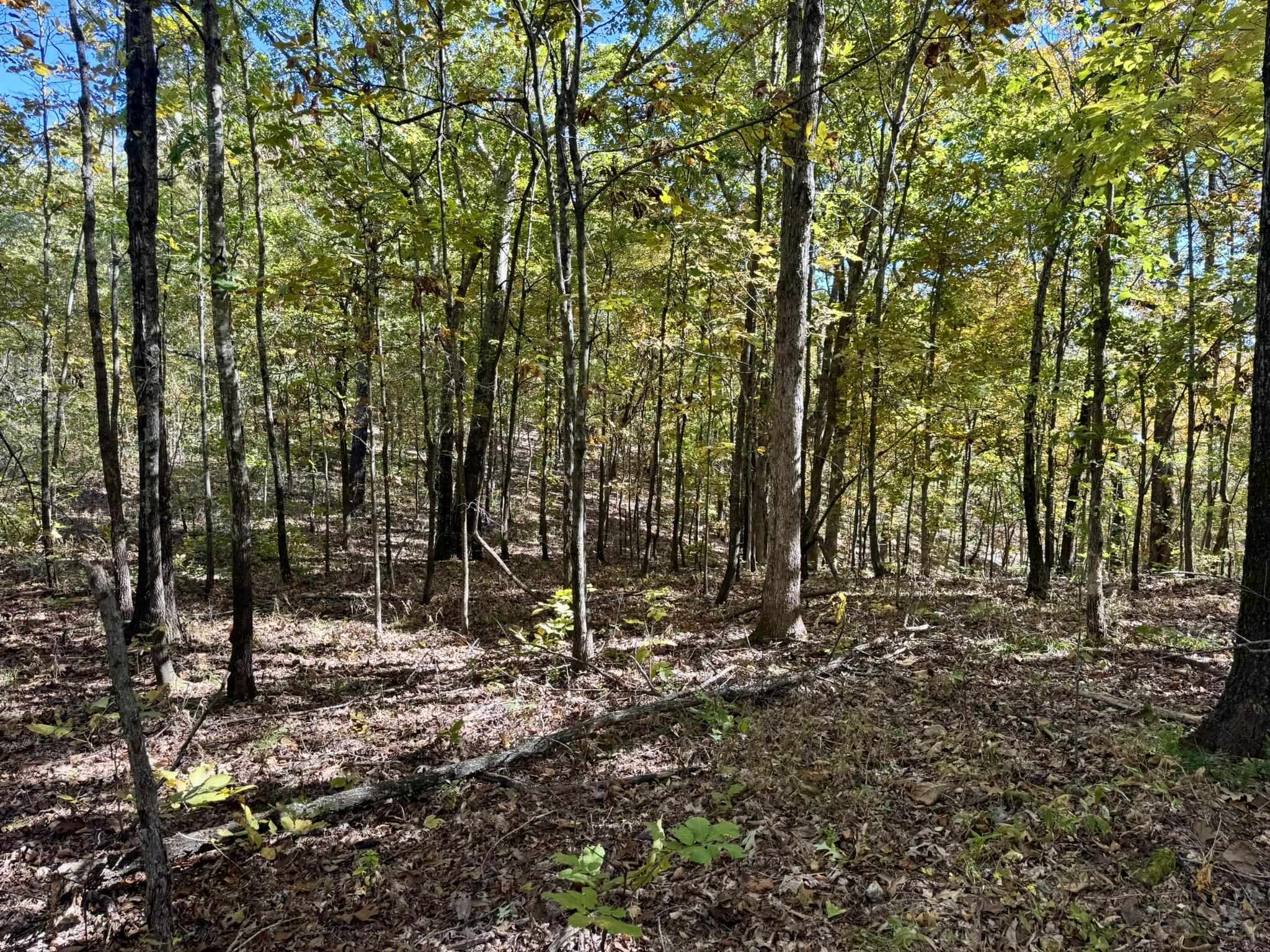 Photo 10 - Vacant Land for sale – 13.5A  Highway 58   Sidney, AR