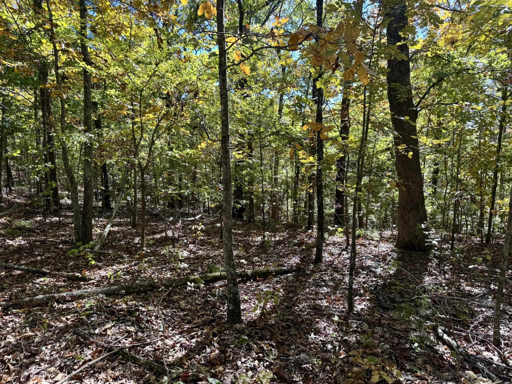 Photo 7 - Vacant Land for sale – 14A  Highway 58   Sidney, AR