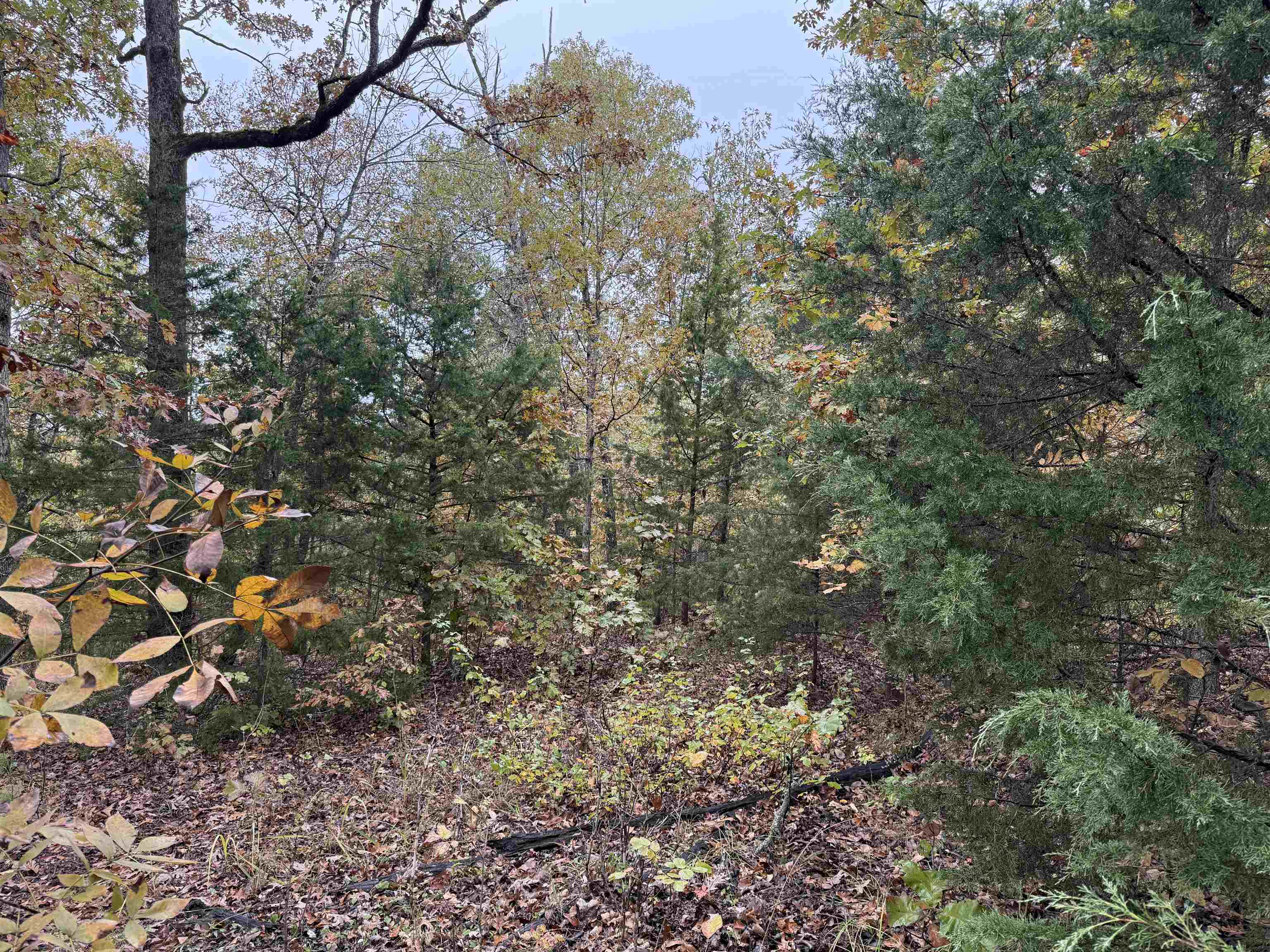 Photo 3 - Vacant Land for sale – TBD  Russell Road   Hardy, AR