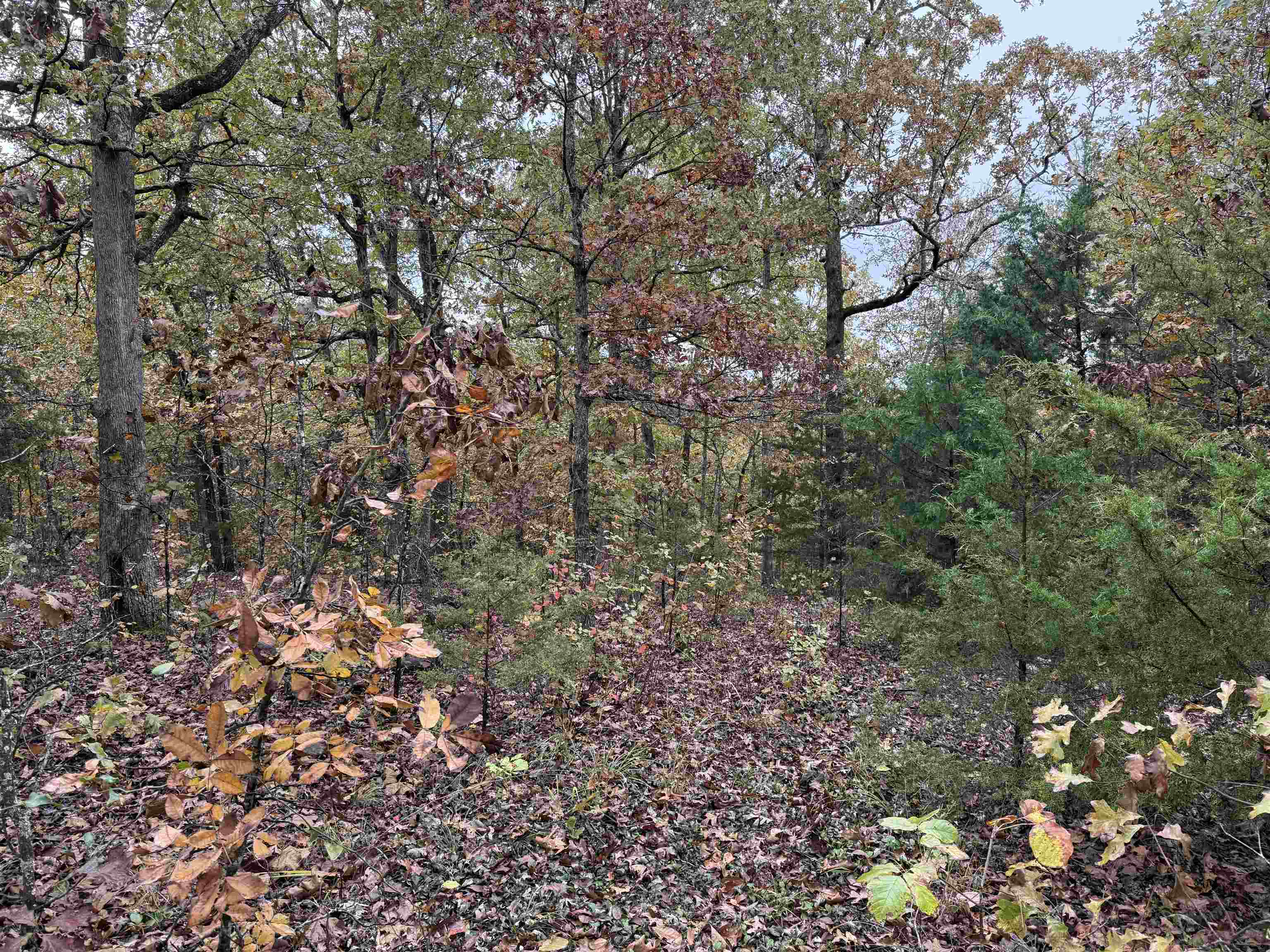 Photo 4 - Vacant Land for sale – TBD  Russell Road   Hardy, AR