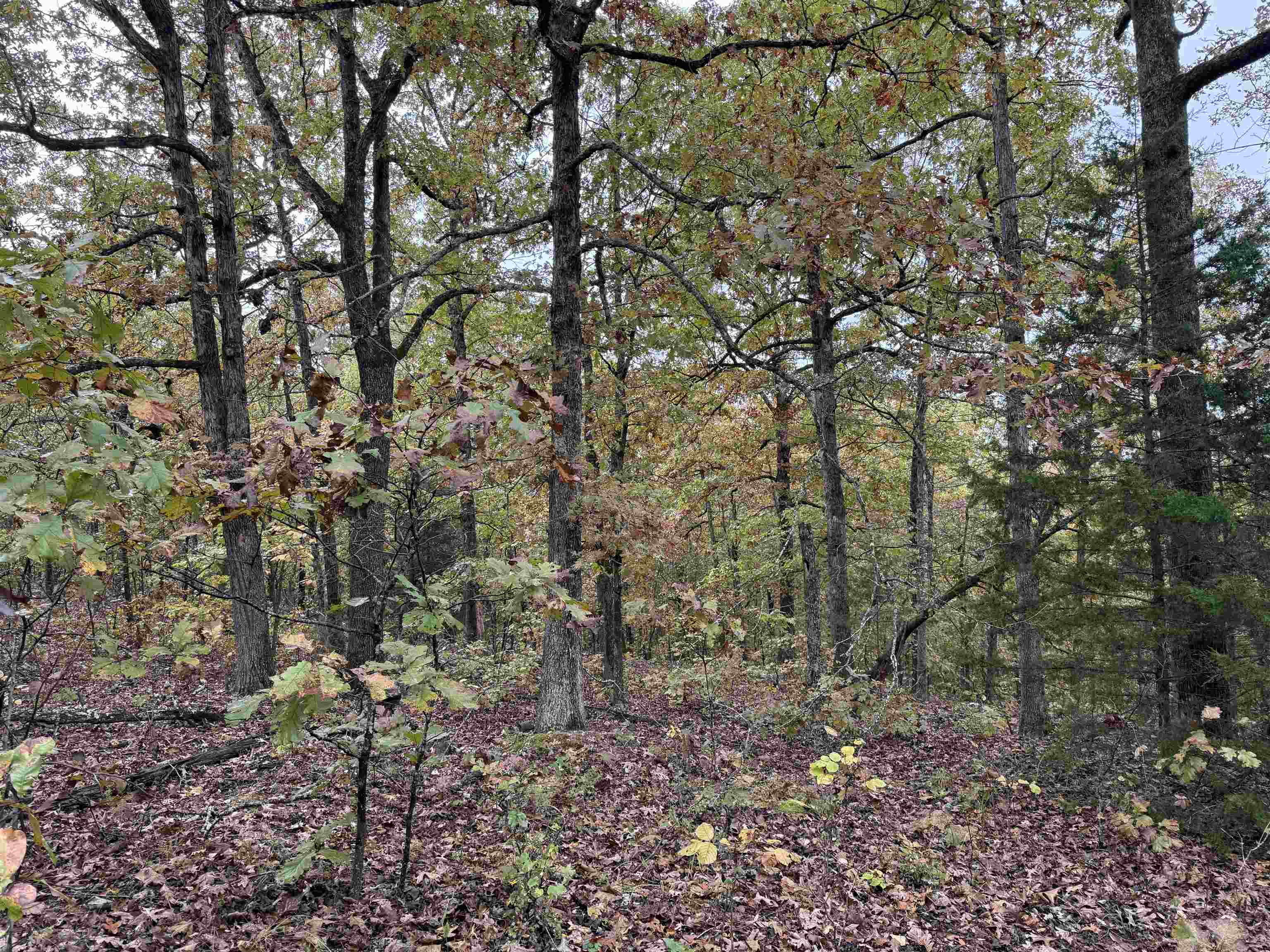 Photo 5 - Vacant Land for sale – TBD  Russell Road   Hardy, AR