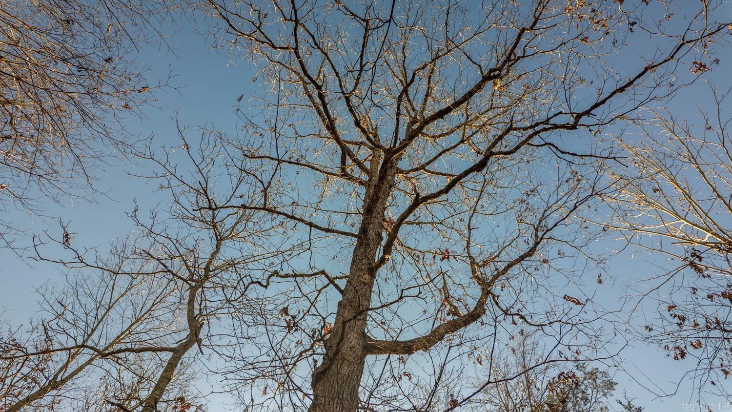 Photo 26 - Vacant Land for sale – 000  Timbercrest Road   Viola, AR