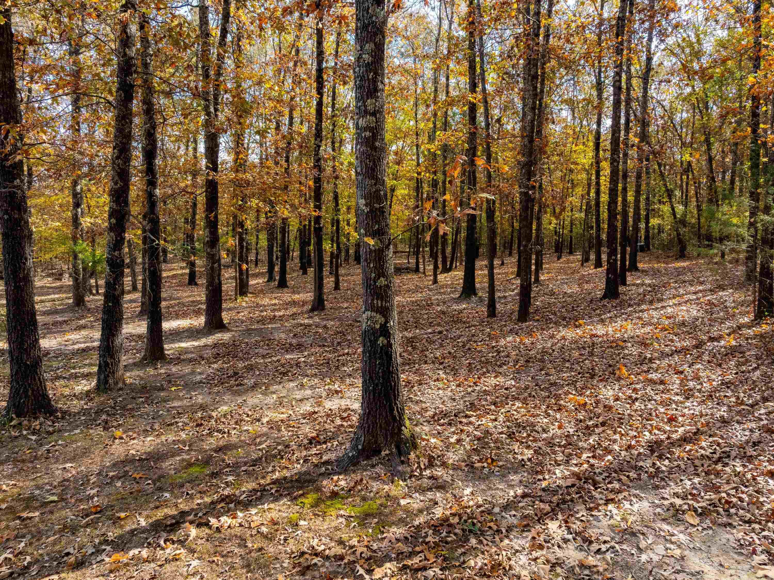 Photo 18 - Residential for sale – 253  Judge Anderson Rd   Strawberry, AR