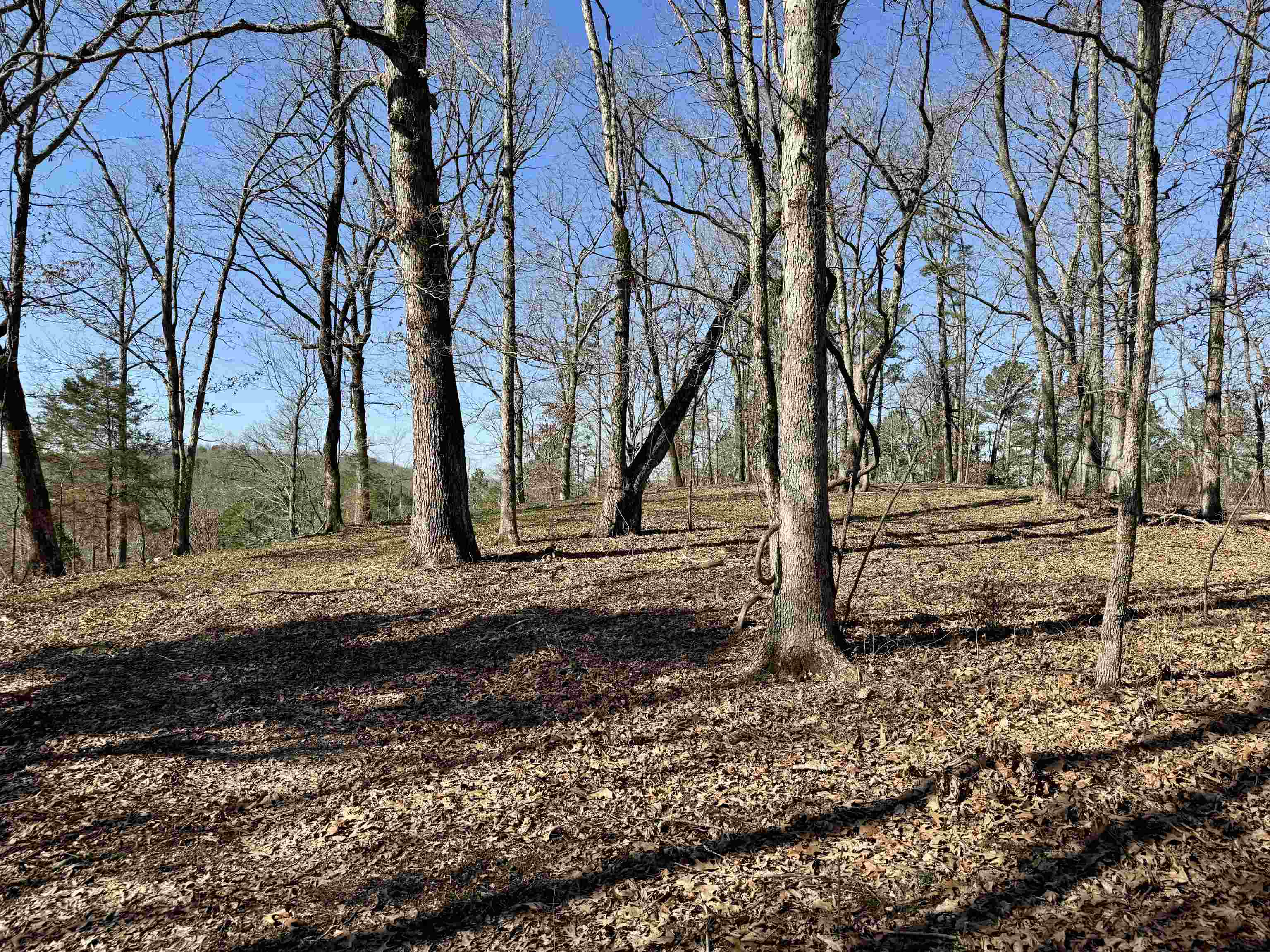 Photo 11 - Vacant Land for sale – 75.33 acres  Rose Trail   Melbourne, AR