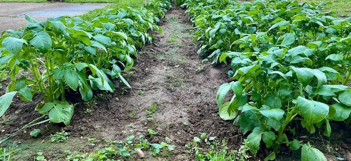 Photo 44 - Residential for sale – 1165  Old Camp   Batesville, AR