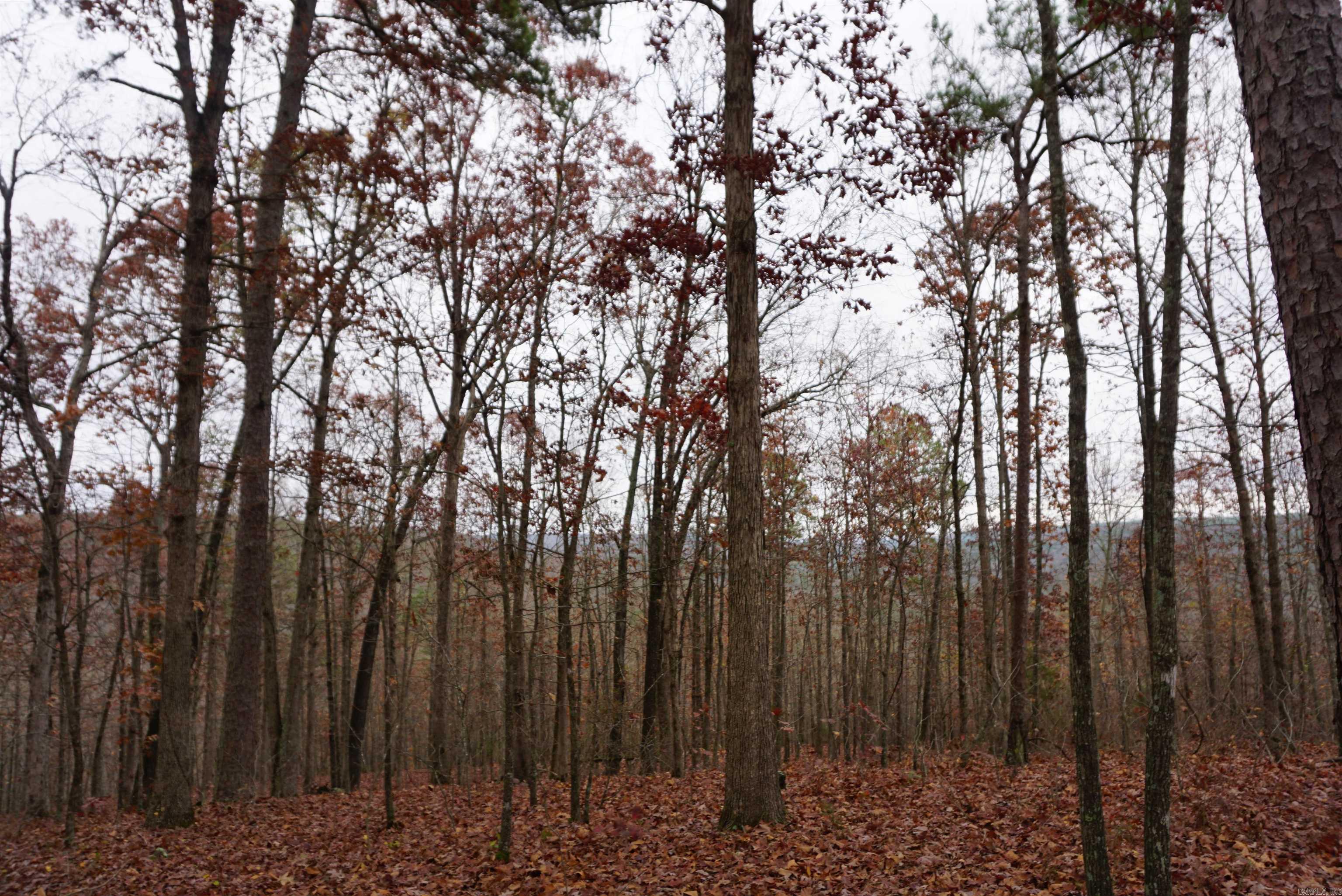 Photo 18 - Vacant Land for sale – 000  Union Hill Road   Pleasant Plains, AR