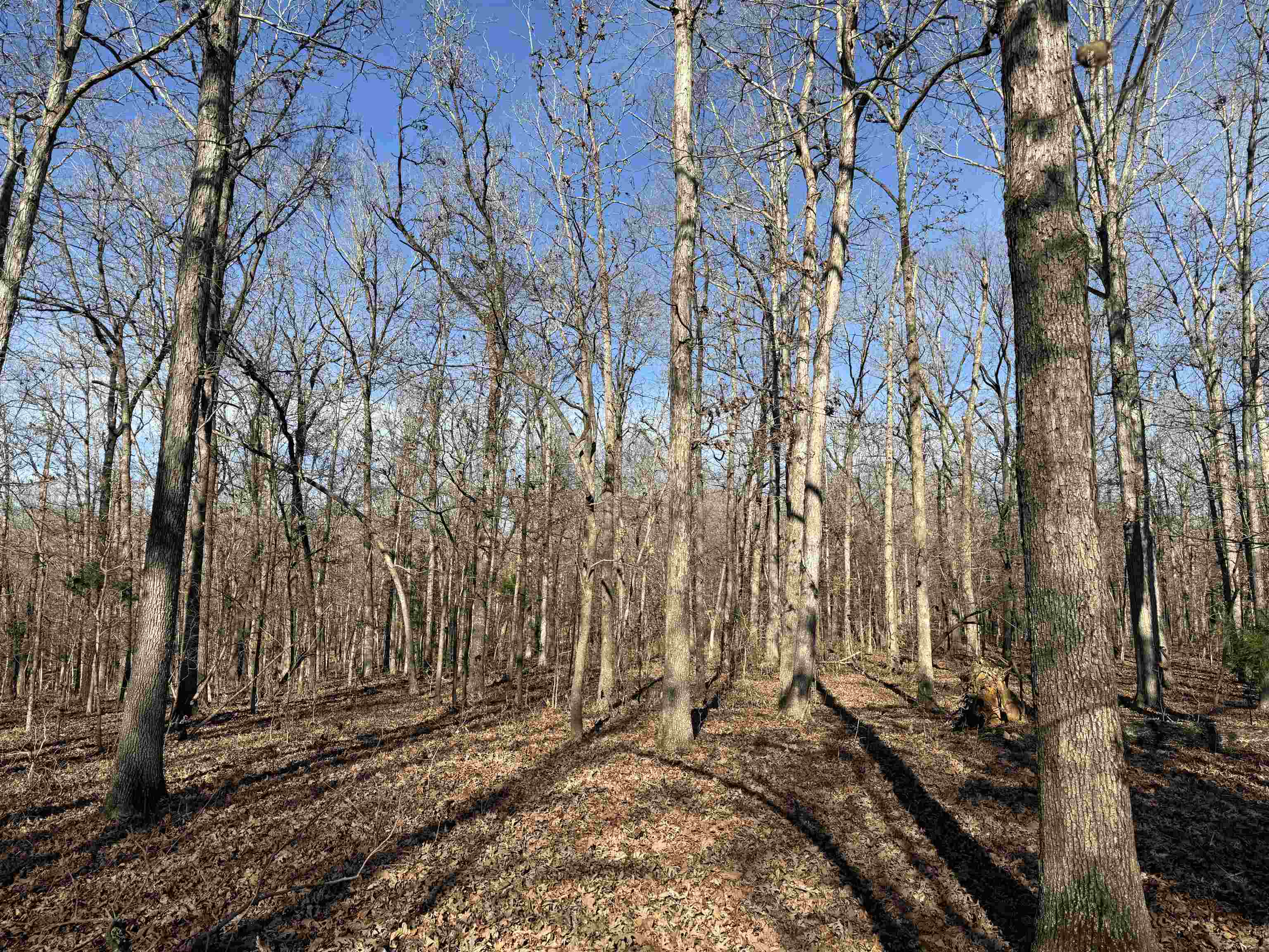 Photo 19 - Vacant Land for sale – 00  Hwy 63   Ravenden, AR