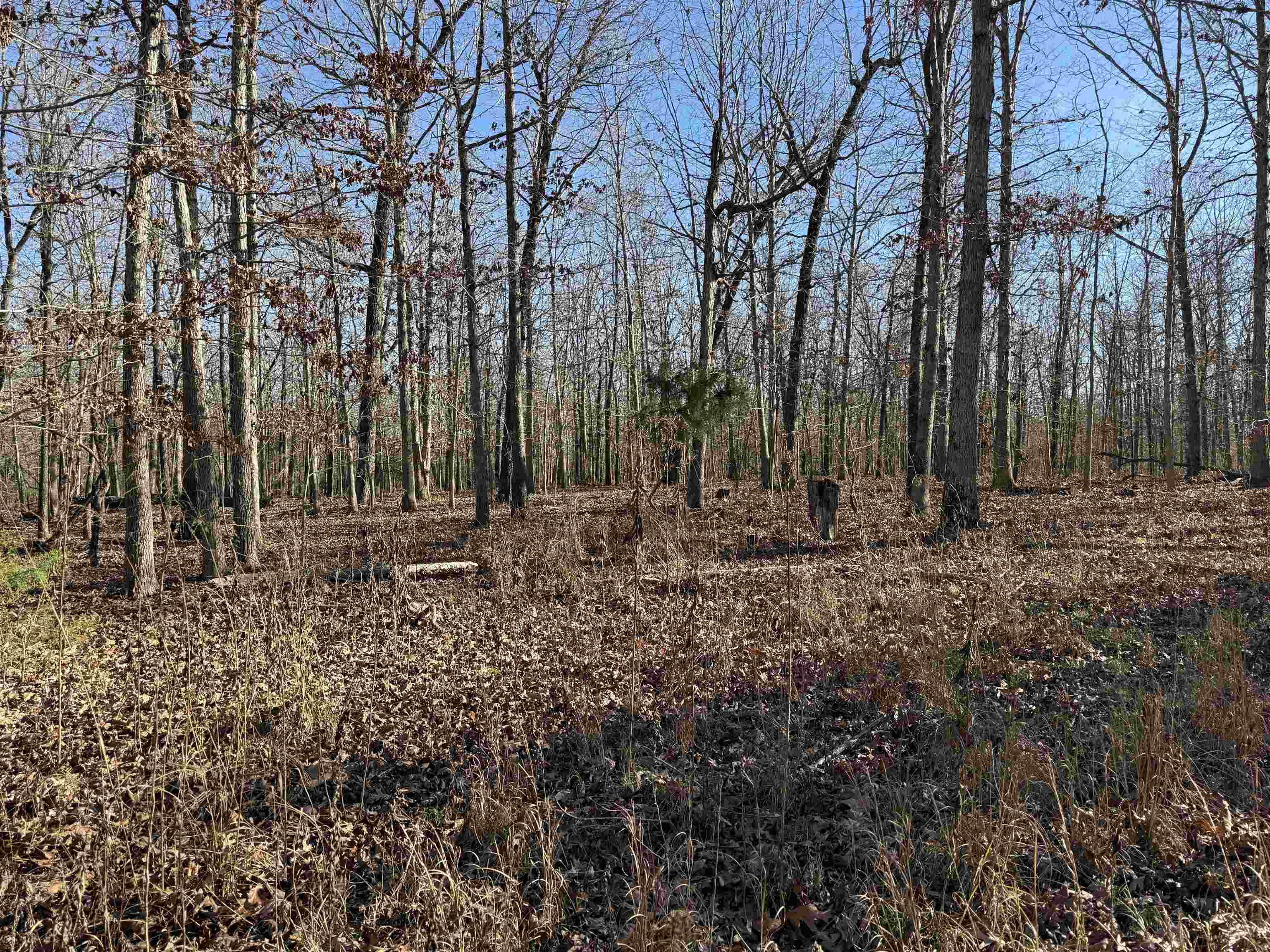 Photo 4 - Vacant Land for sale – 00  Hwy 63   Ravenden, AR