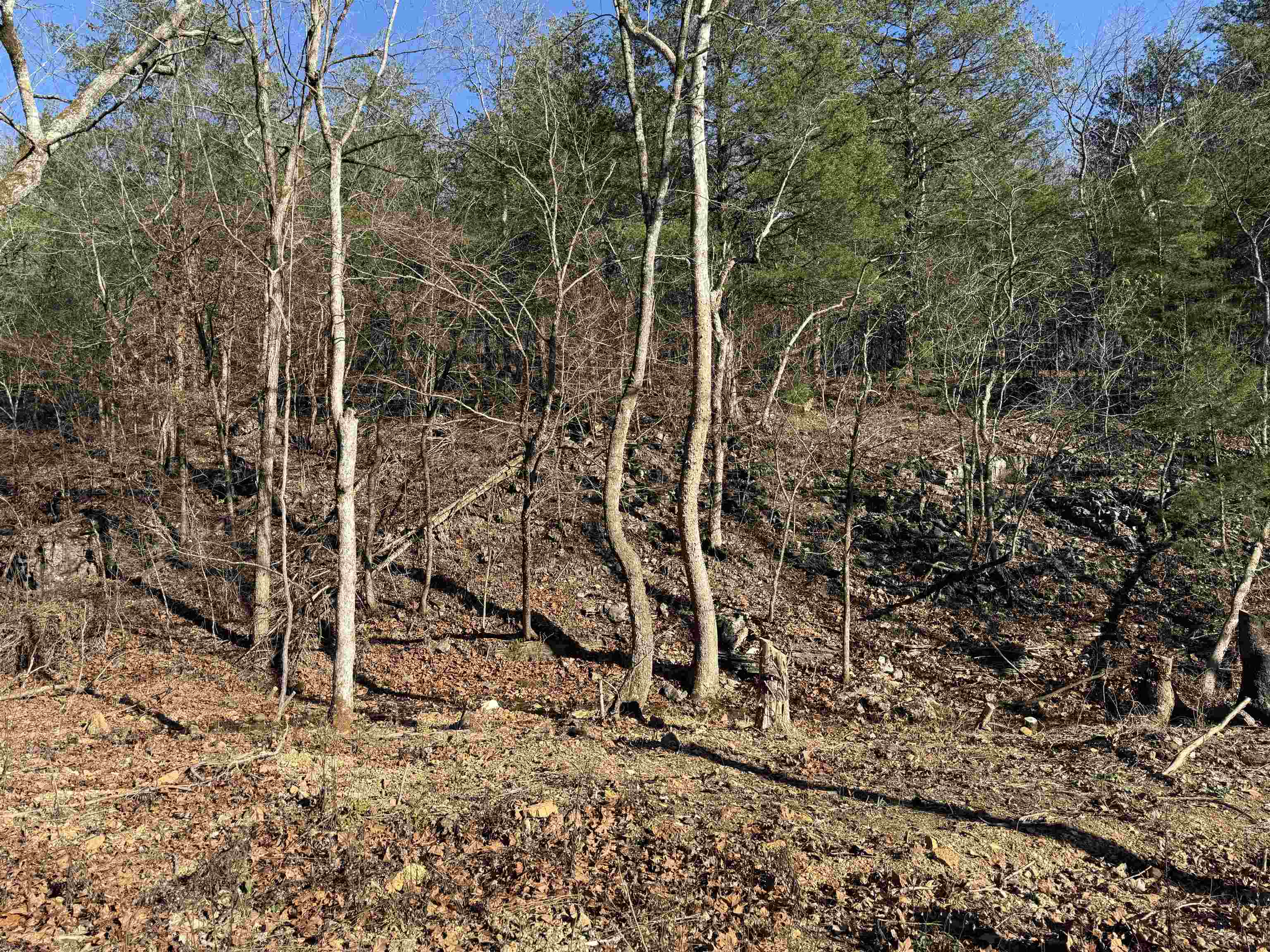 Photo 9 - Vacant Land for sale – 00  Hwy 63   Ravenden, AR