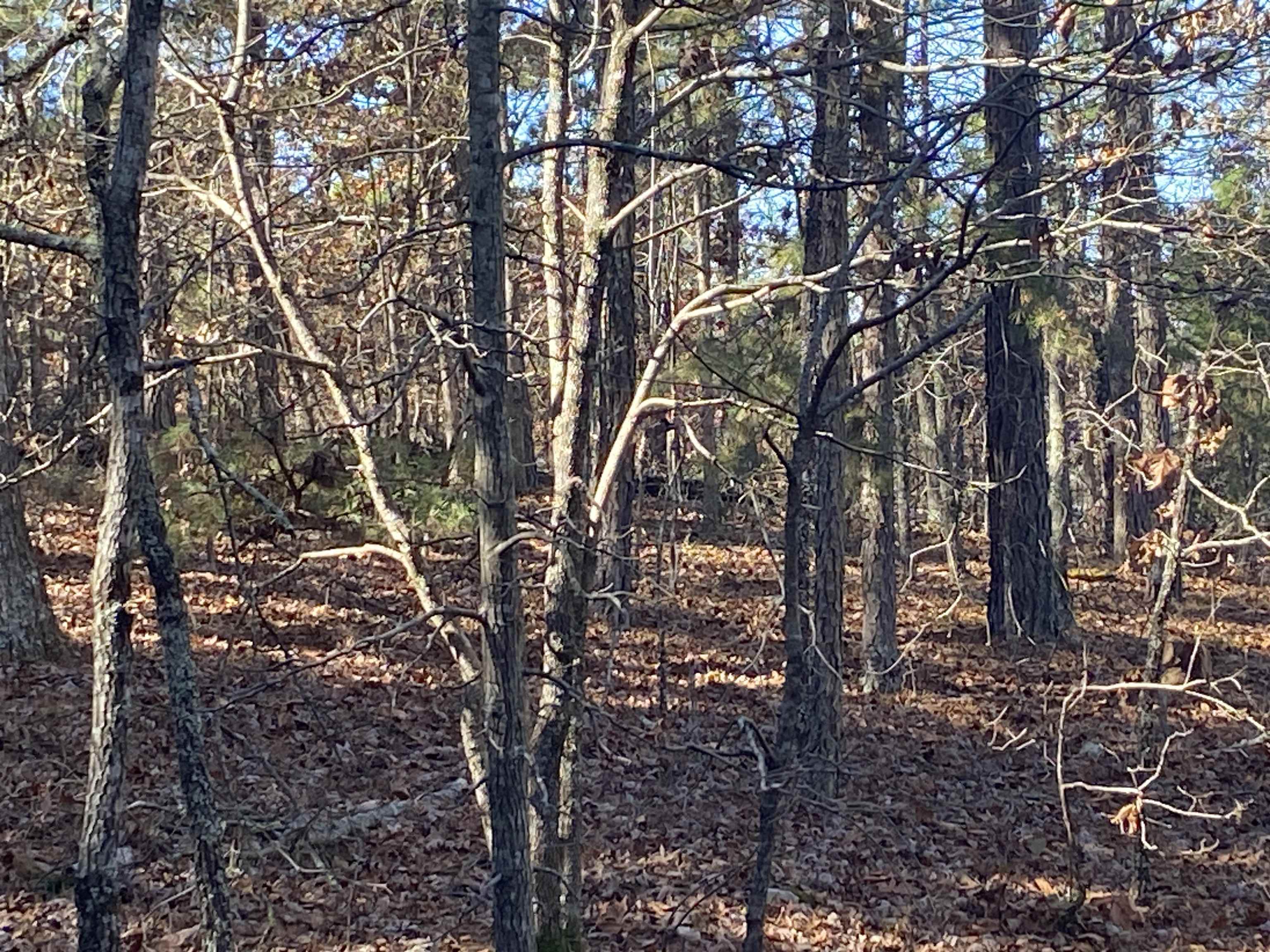 Photo 2 - Vacant Land for sale – 924  Quail Way   Dolph, AR