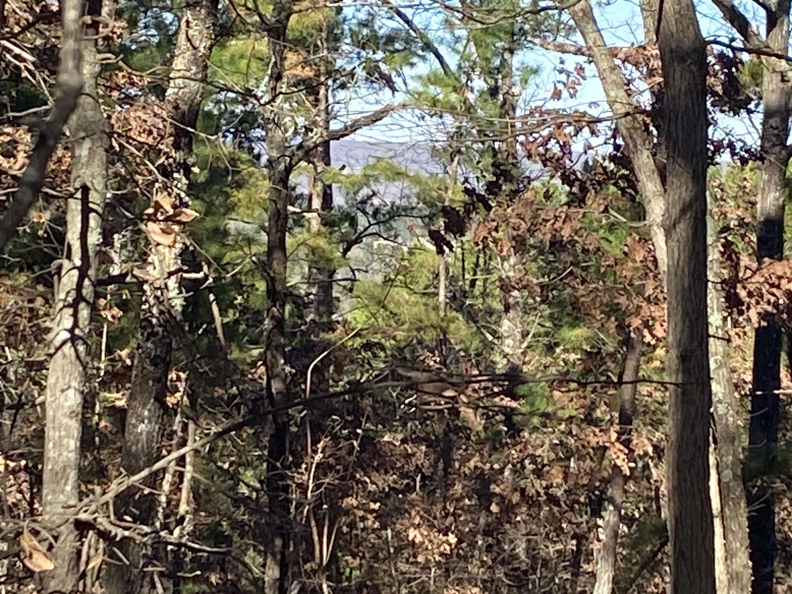 Photo 3 - Vacant Land for sale – 924  Quail Way   Dolph, AR