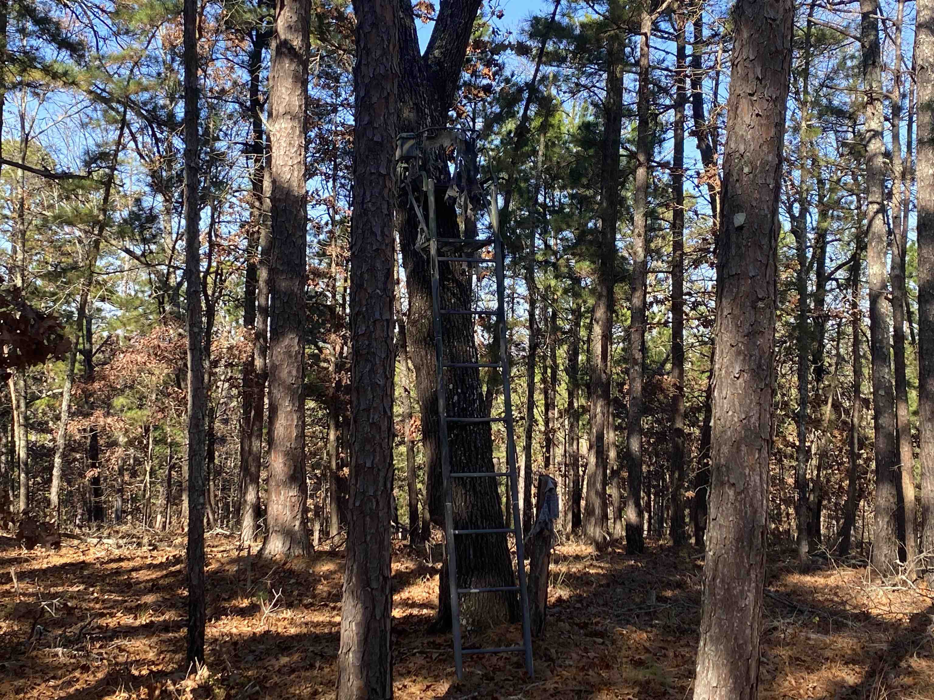 Photo 6 - Vacant Land for sale – 924  Quail Way   Dolph, AR