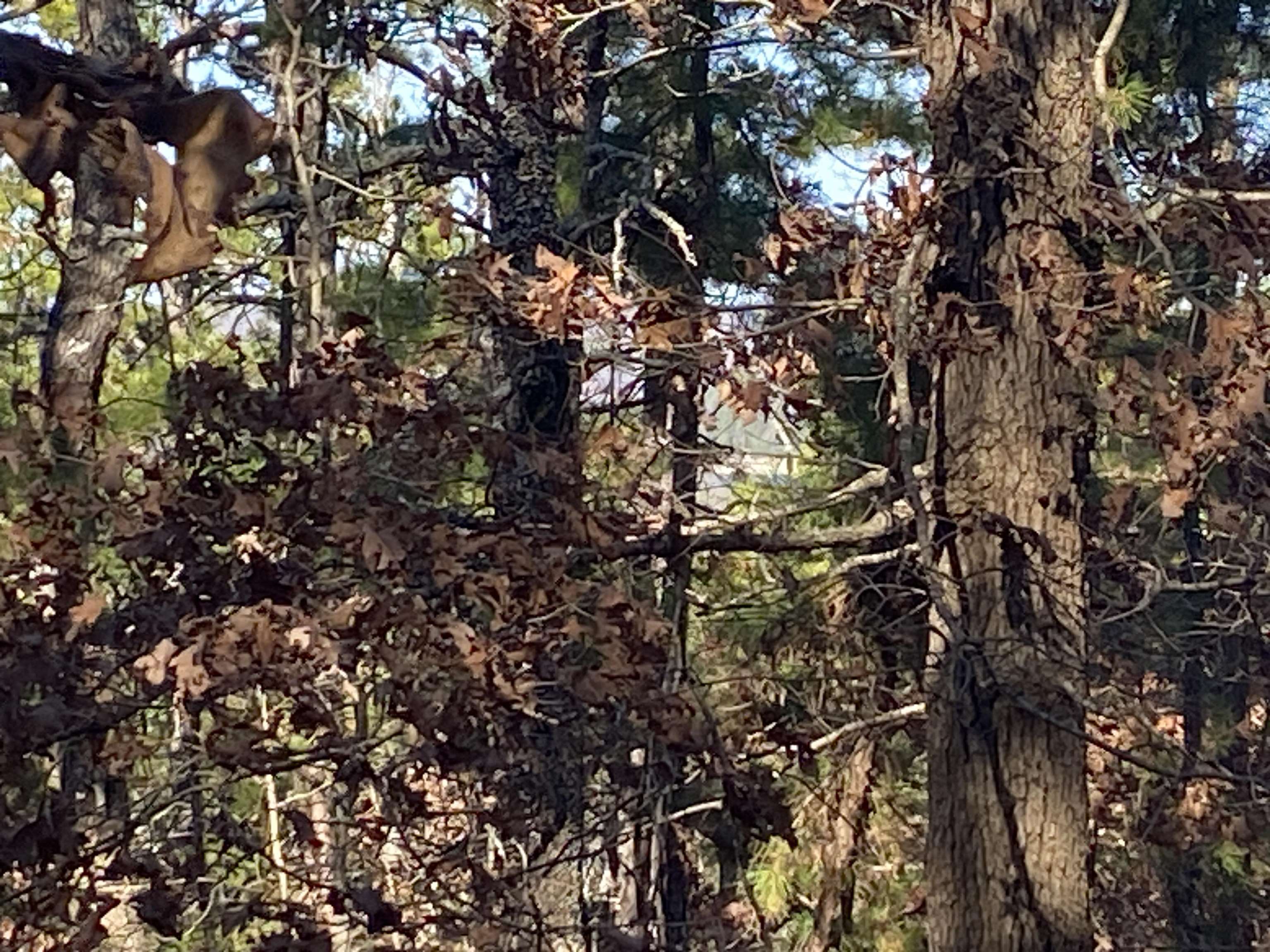 Photo 7 - Vacant Land for sale – 924  Quail Way   Dolph, AR