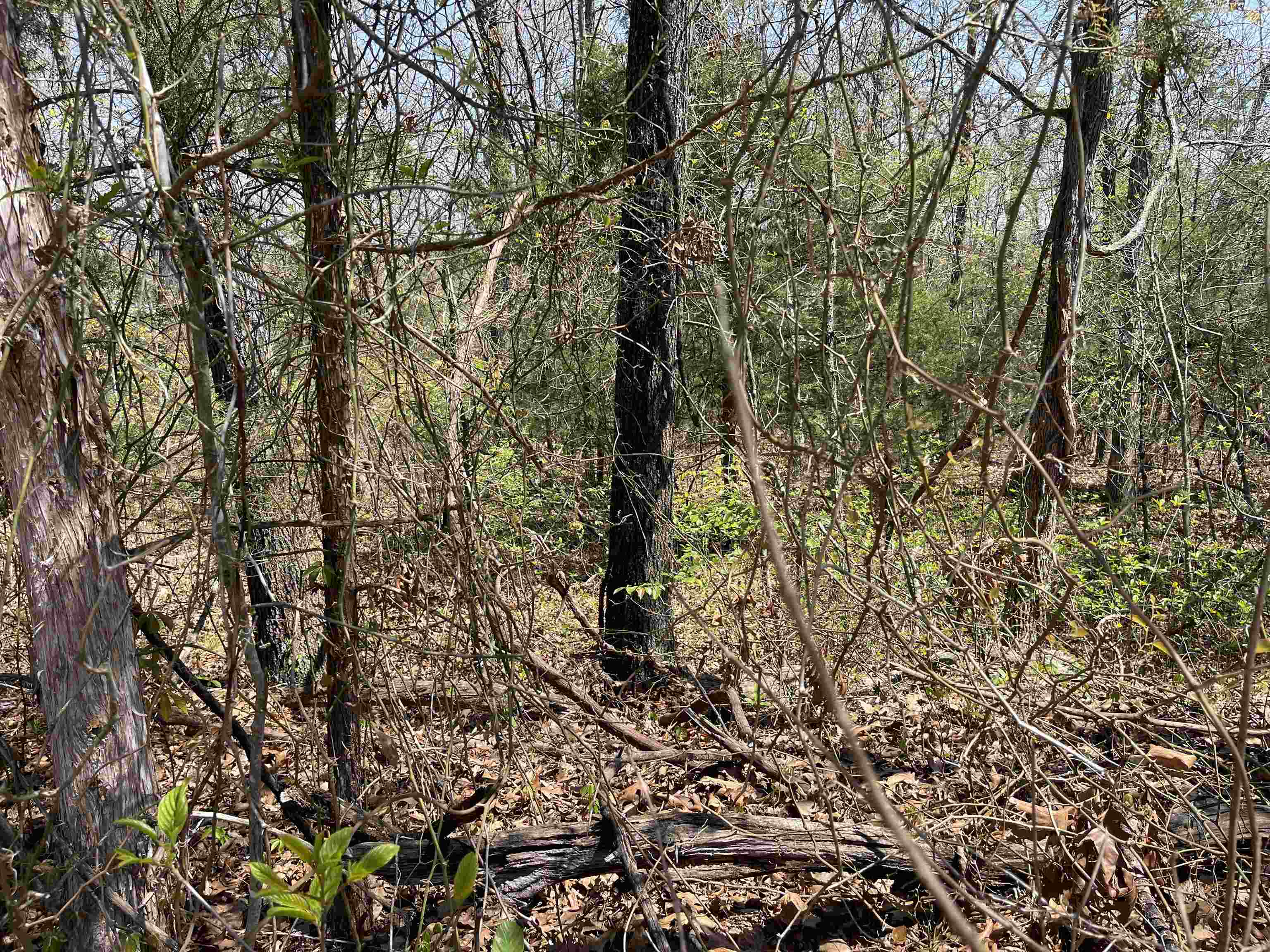 Vacant Land for sale – 1305 E Indiana Avenue   Horseshoe Bend, AR