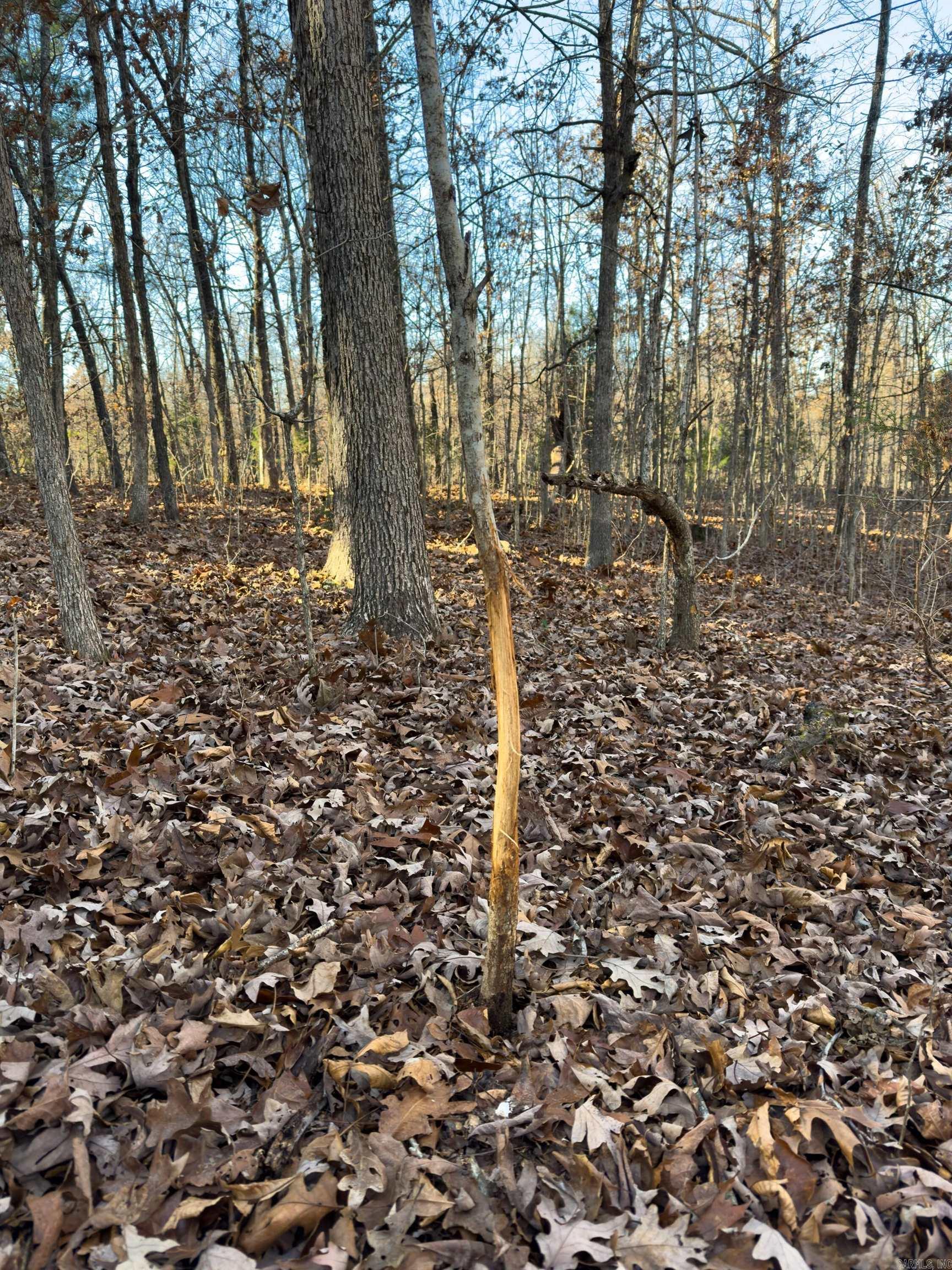 Photo 7 - Vacant Land for sale –   Pleasant Run Rd   Mammoth Spring, AR