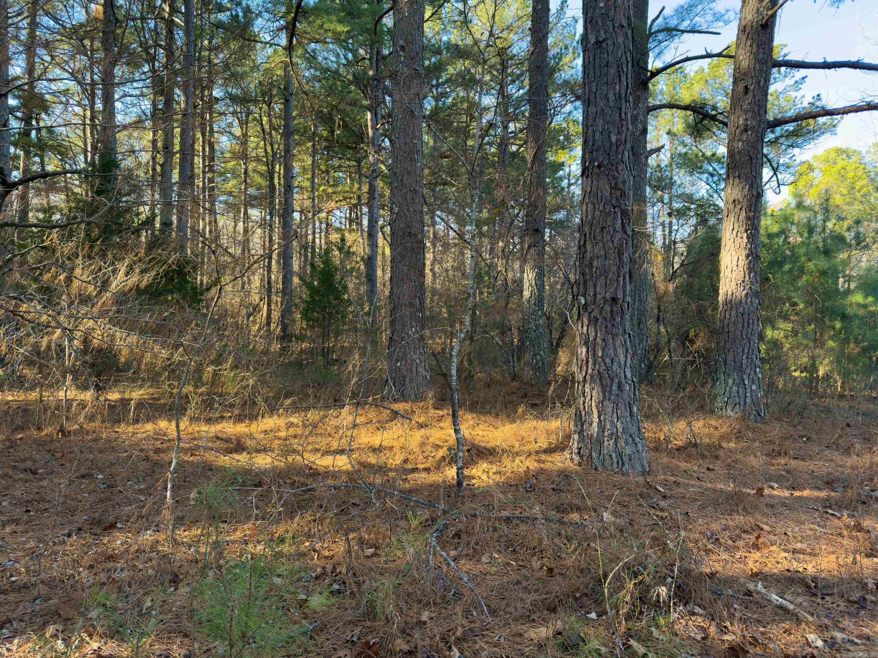 Photo 9 - Vacant Land for sale –   Pleasant Run Rd   Mammoth Spring, AR