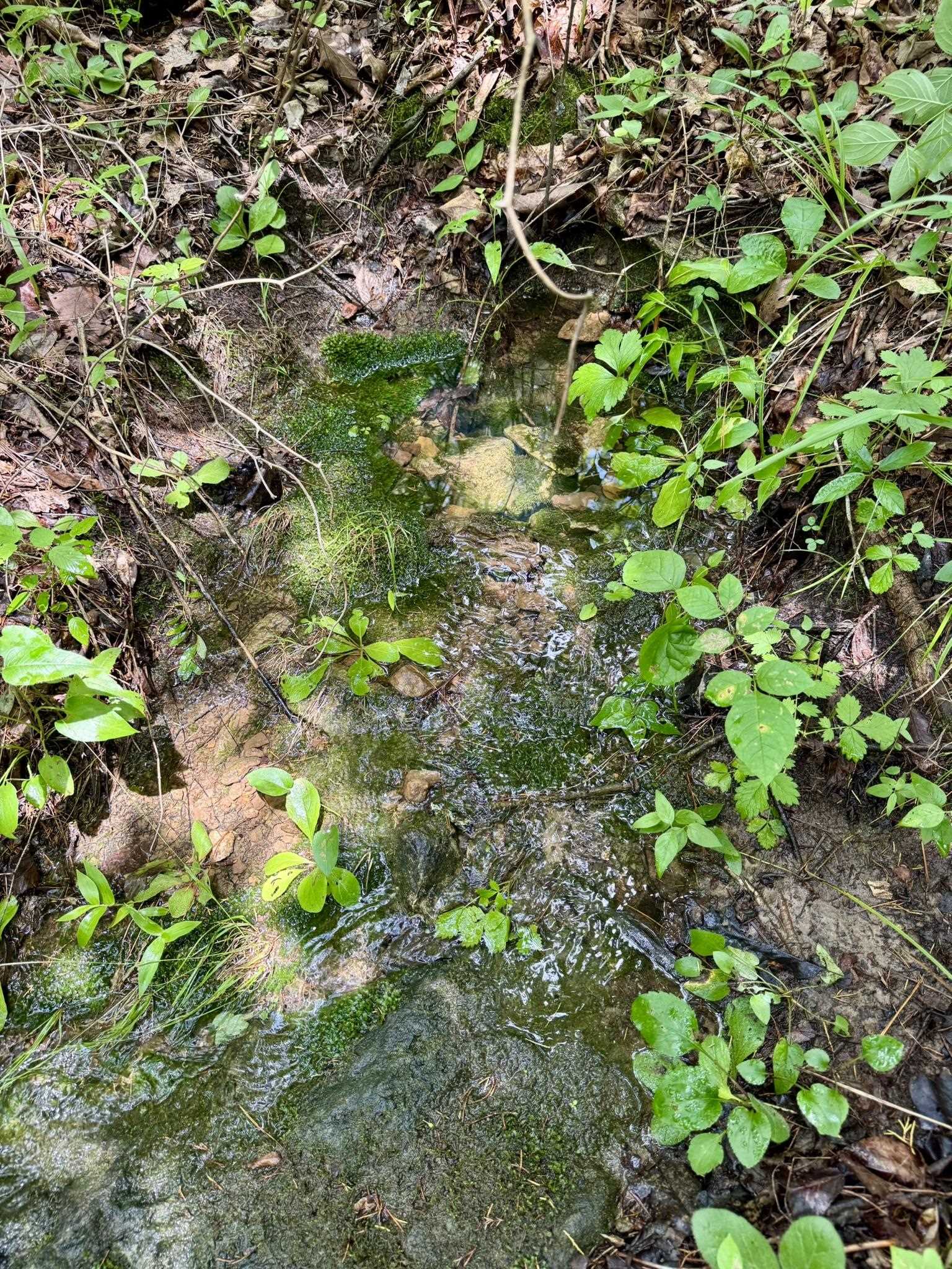 Photo 21 - Vacant Land for sale – 70  Mount Olive Road   Melbourne, AR