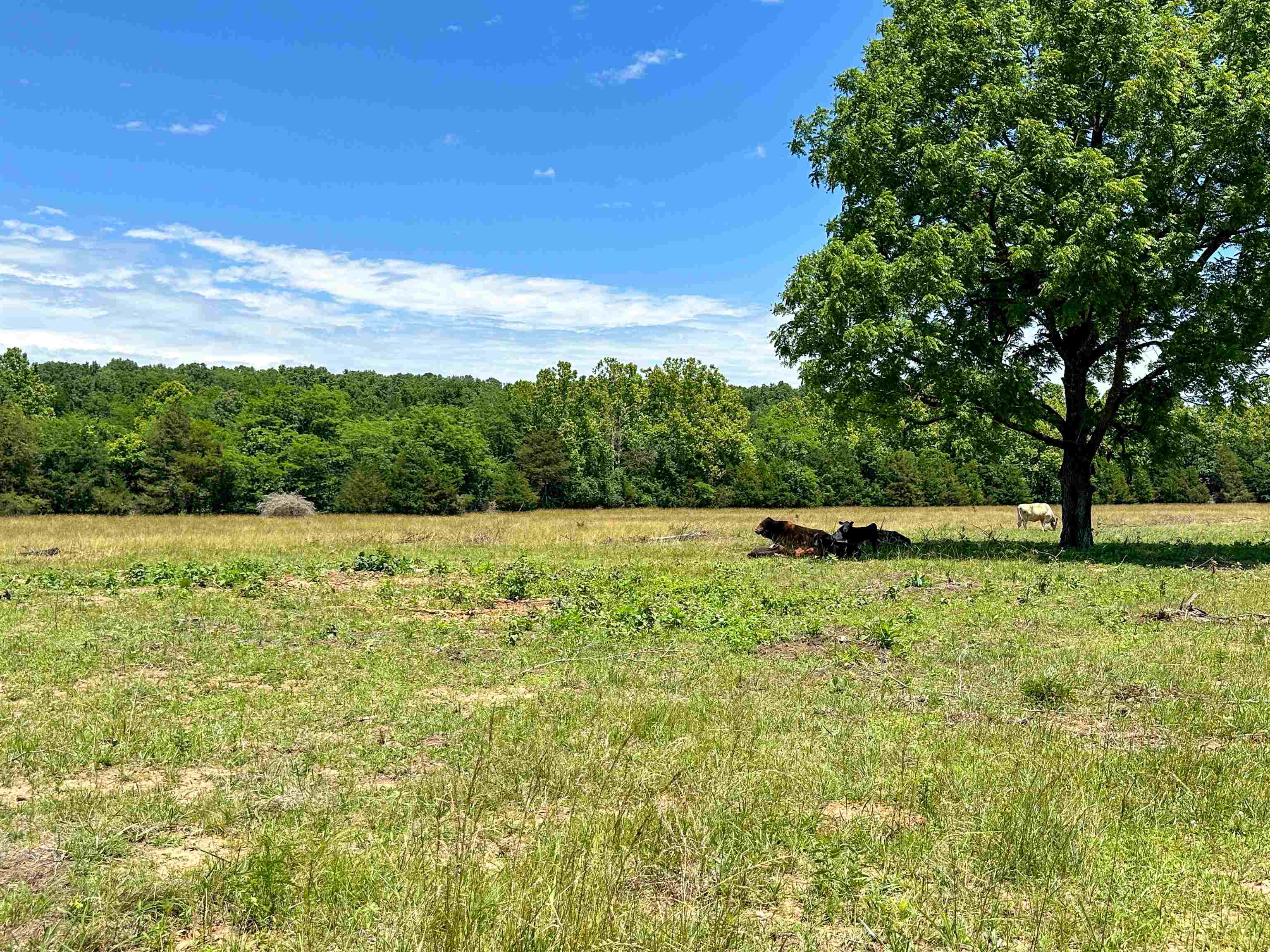 Photo 11 - Vacant Land for sale – 4115  Johnson View   Wiseman, AR