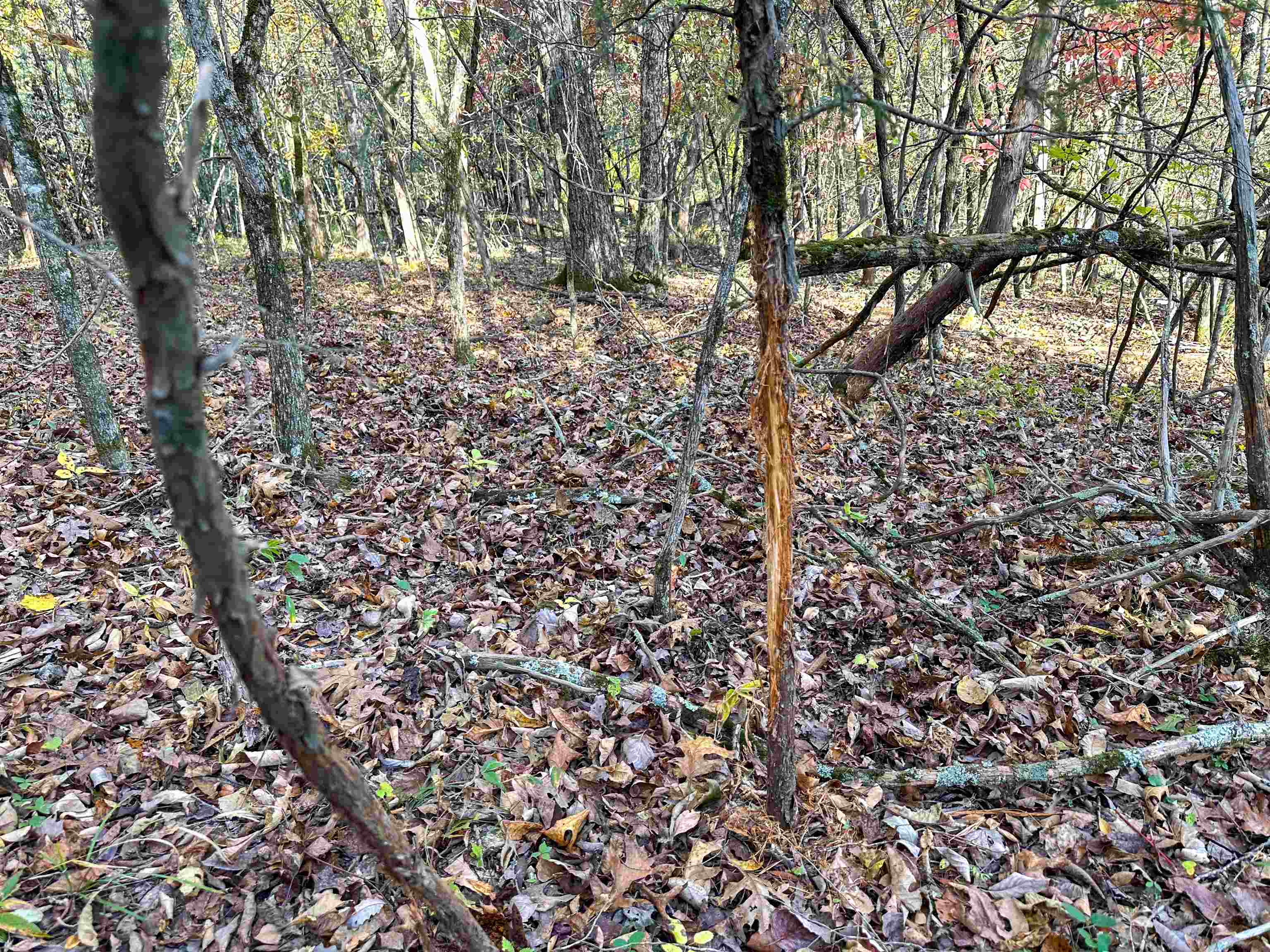 Photo 35 - Vacant Land for sale – 4115  Johnson View   Wiseman, AR