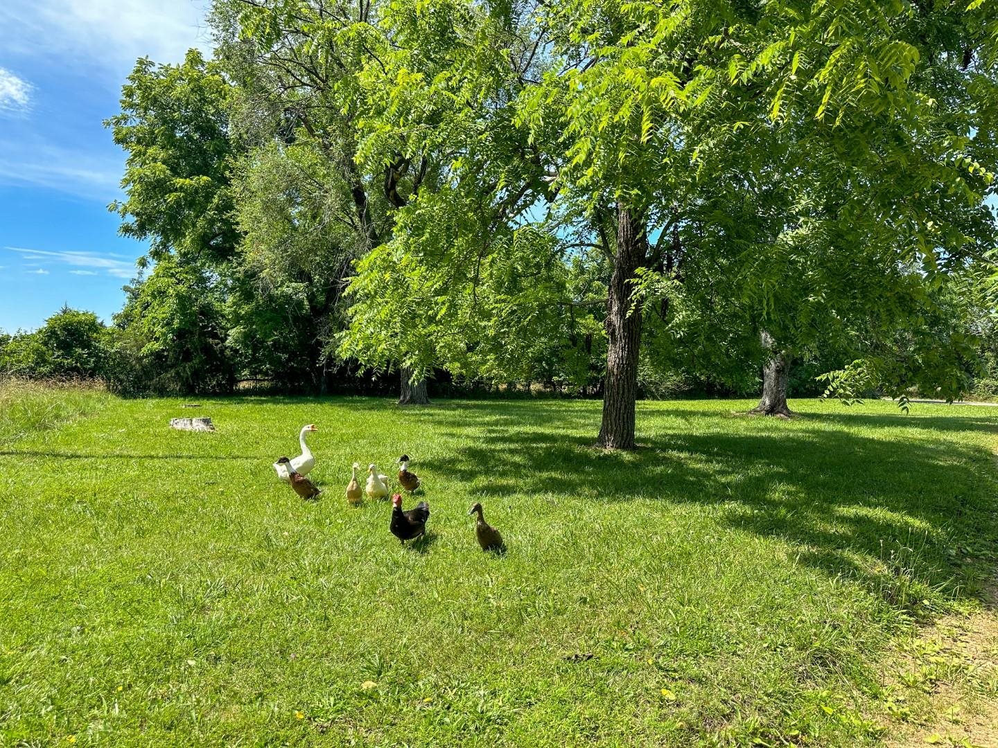 Photo 6 - Vacant Land for sale – 4115  Johnson View   Wiseman, AR