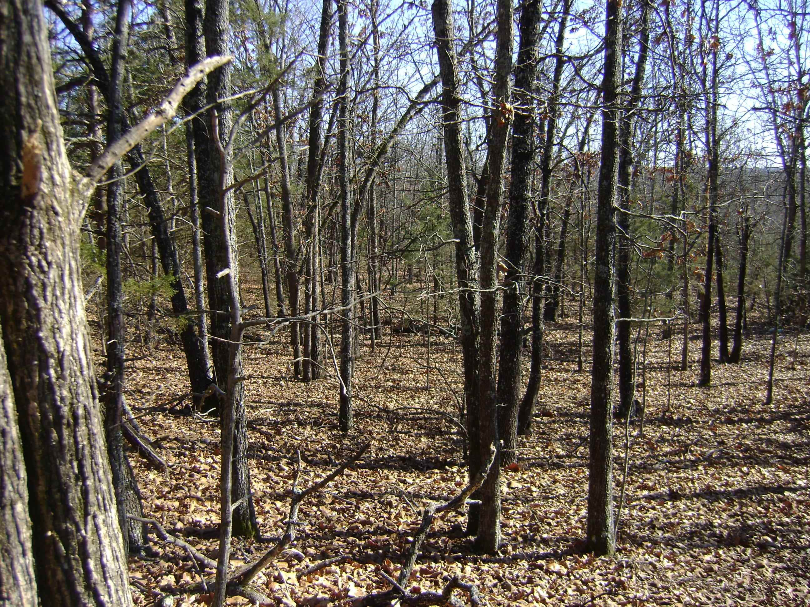 Vacant Land for sale – XXX  Venture Lane   Ash Flat, AR