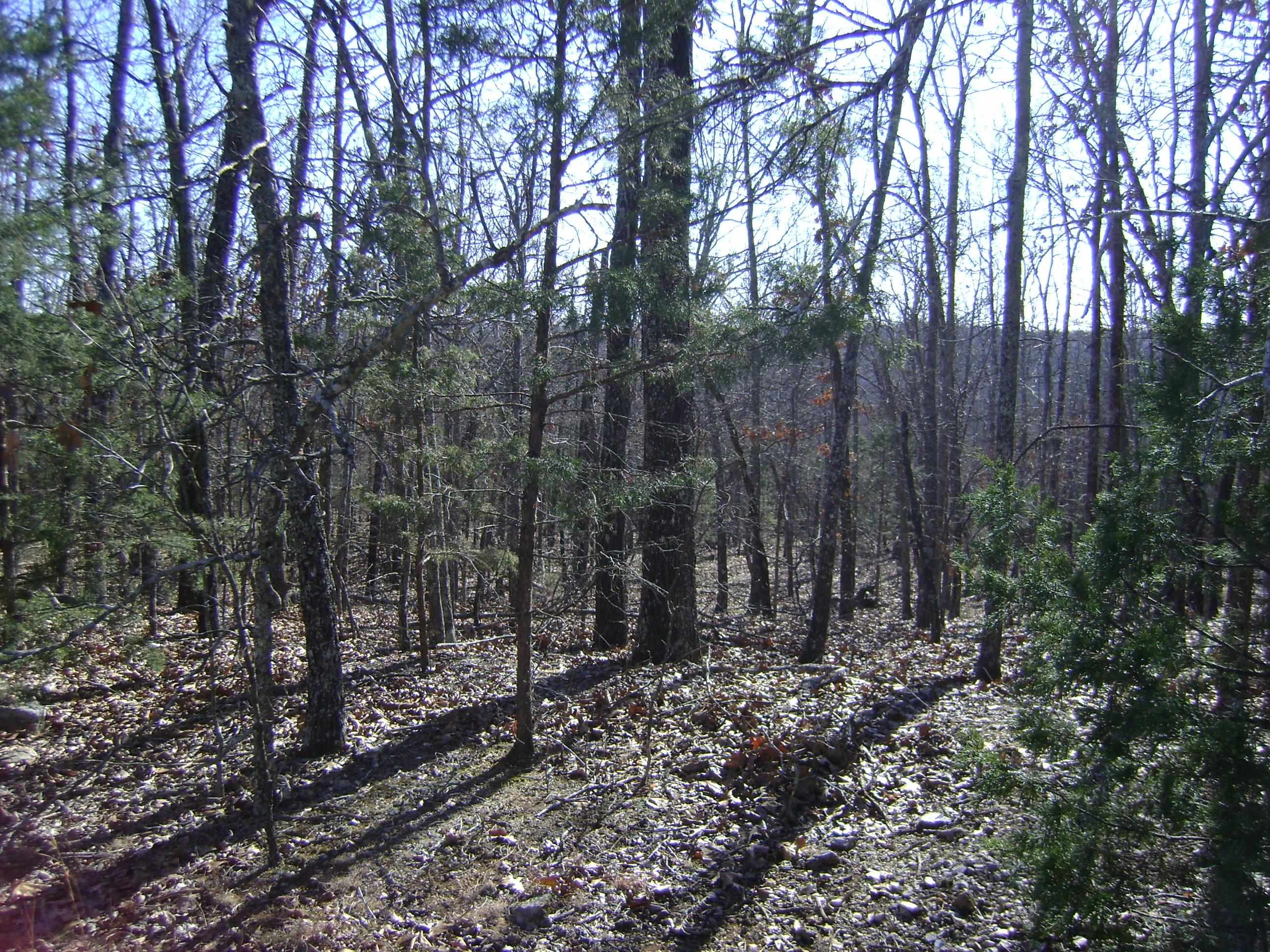 Photo 2 - Vacant Land for sale – XXX  Venture Lane   Ash Flat, AR