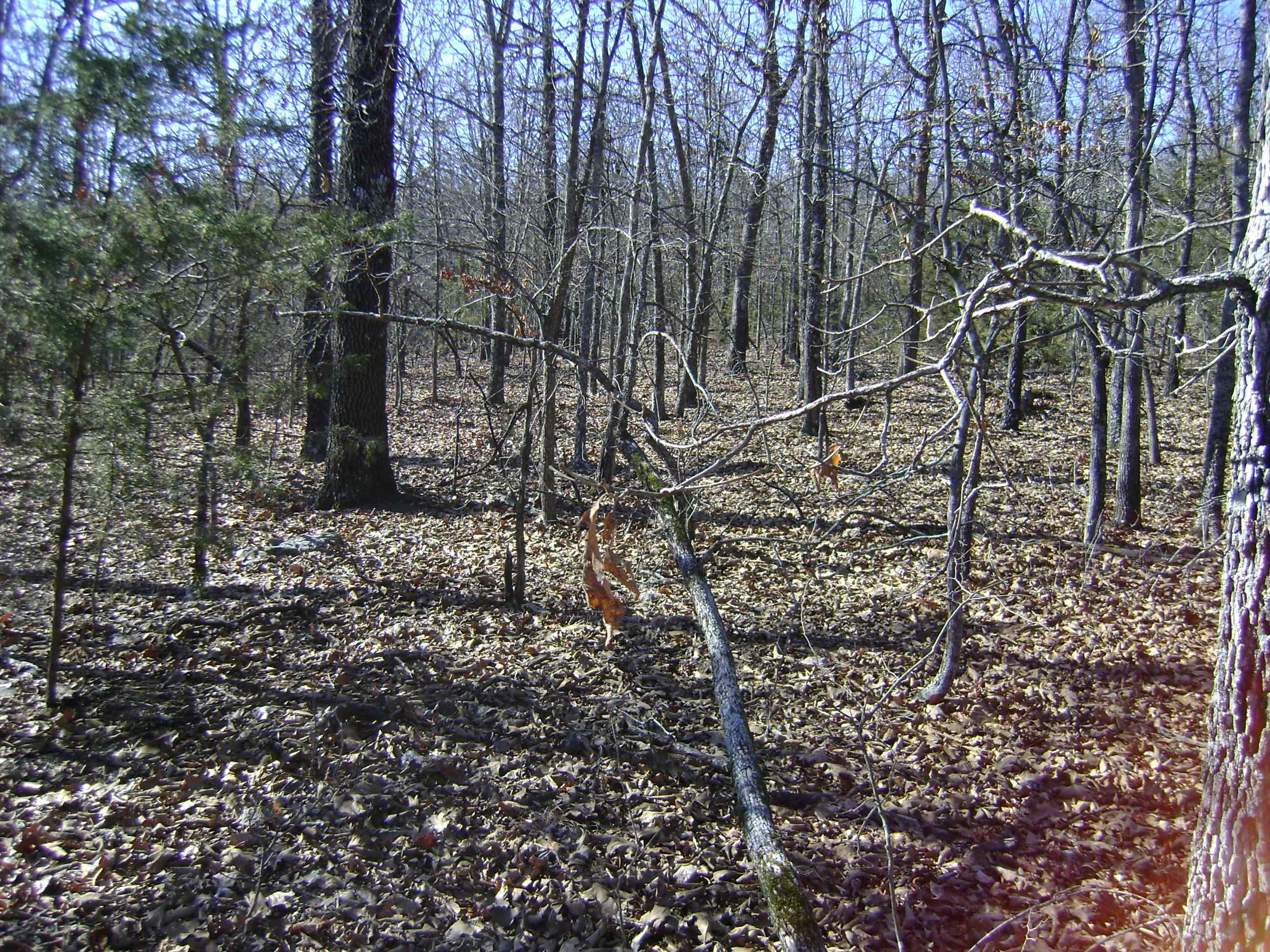 Photo 11 - Vacant Land for sale – XXX  Venture Lane   Ash Flat, AR