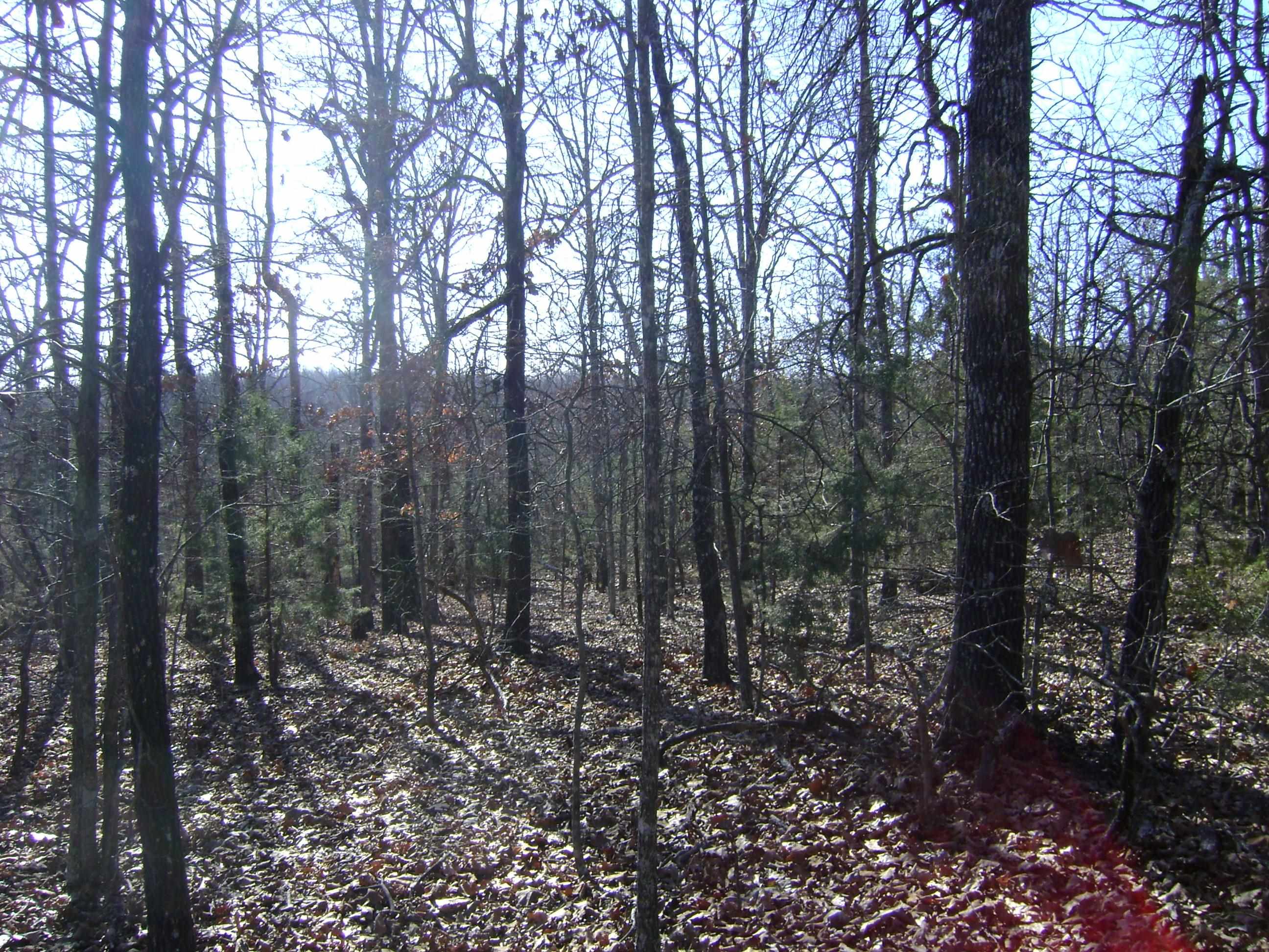 Photo 12 - Vacant Land for sale – XXX  Venture Lane   Ash Flat, AR