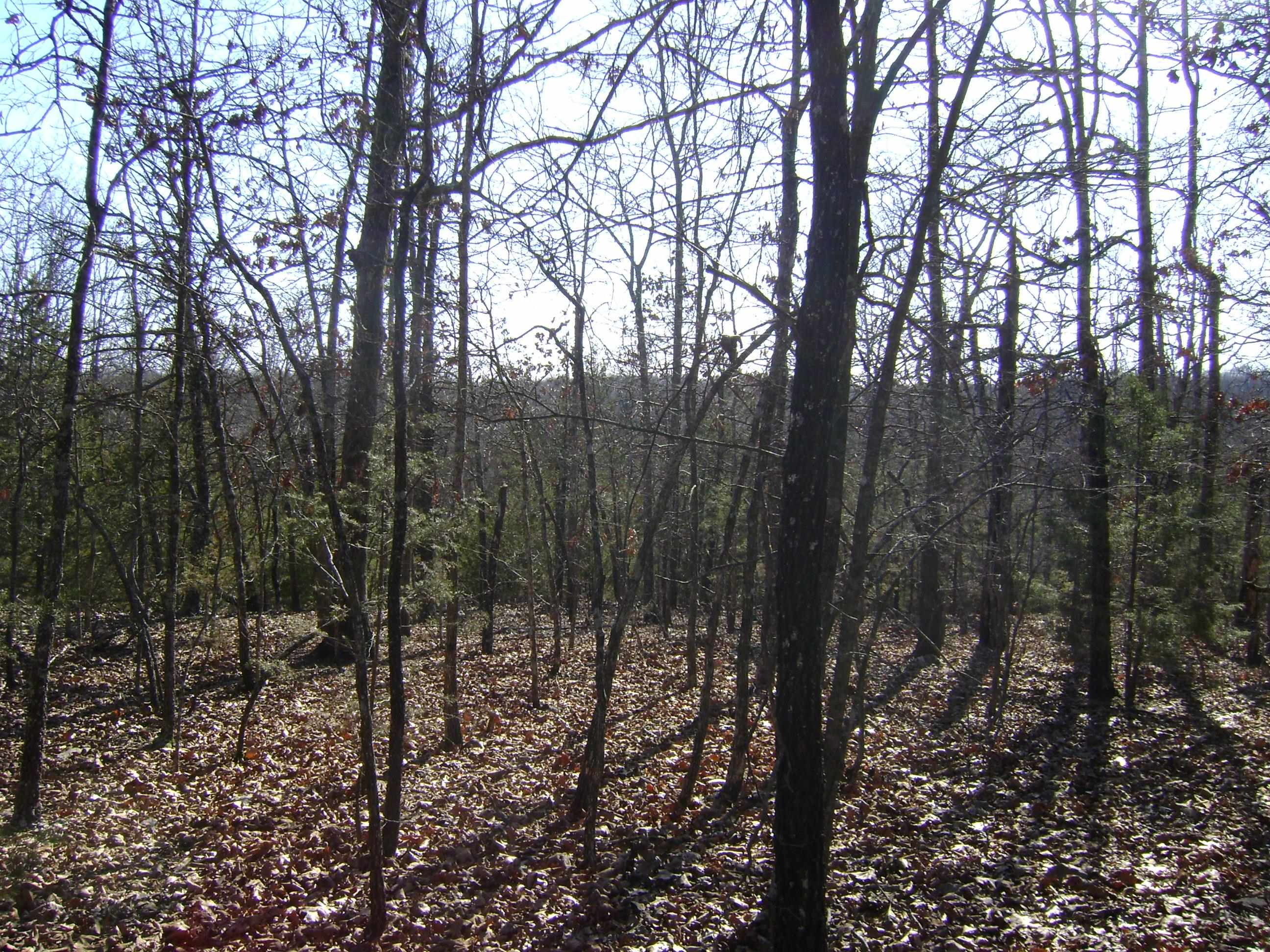 Photo 14 - Vacant Land for sale – XXX  Venture Lane   Ash Flat, AR