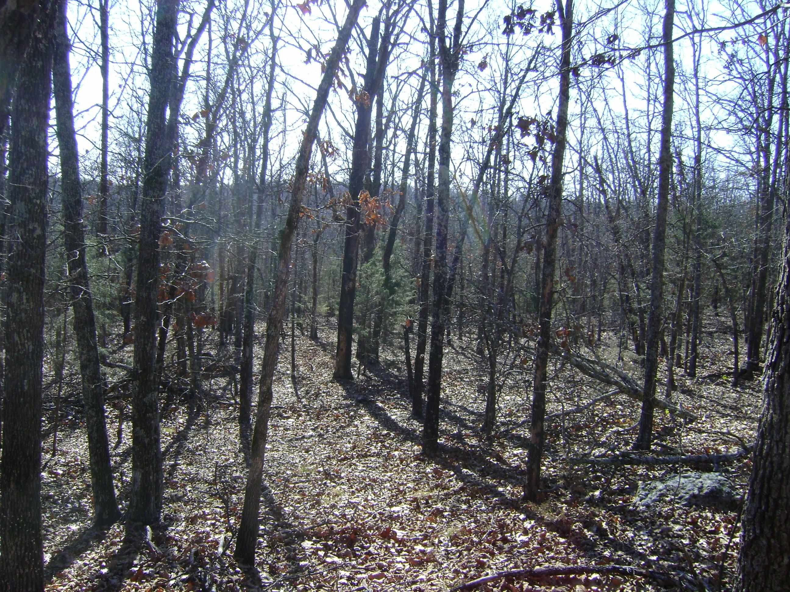 Photo 5 - Vacant Land for sale – XXX  Venture Lane   Ash Flat, AR