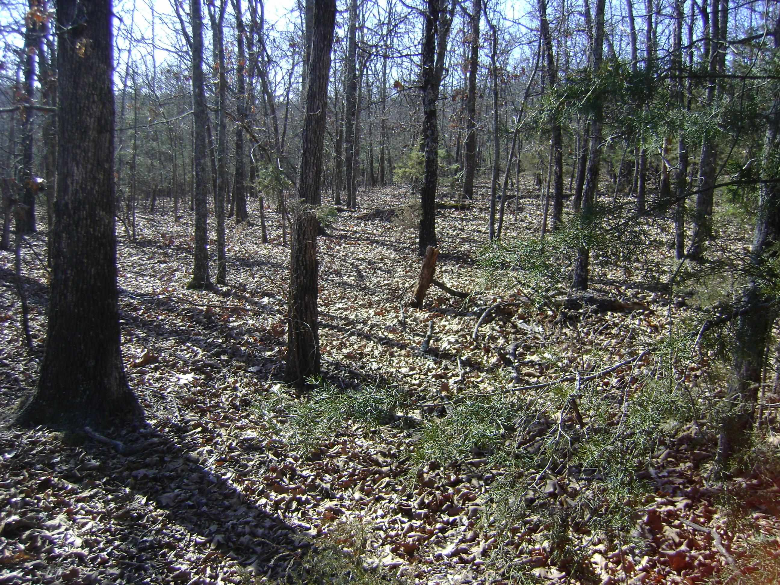 Photo 8 - Vacant Land for sale – XXX  Venture Lane   Ash Flat, AR