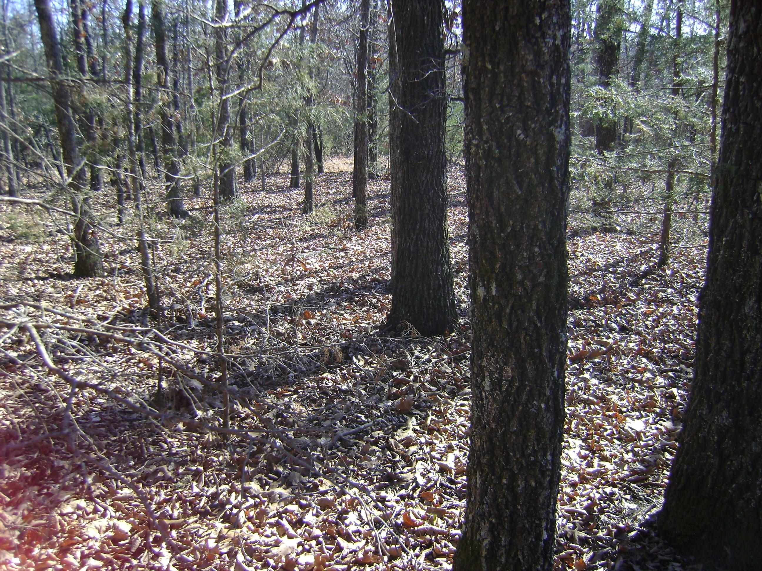 Photo 9 - Vacant Land for sale – XXX  Venture Lane   Ash Flat, AR