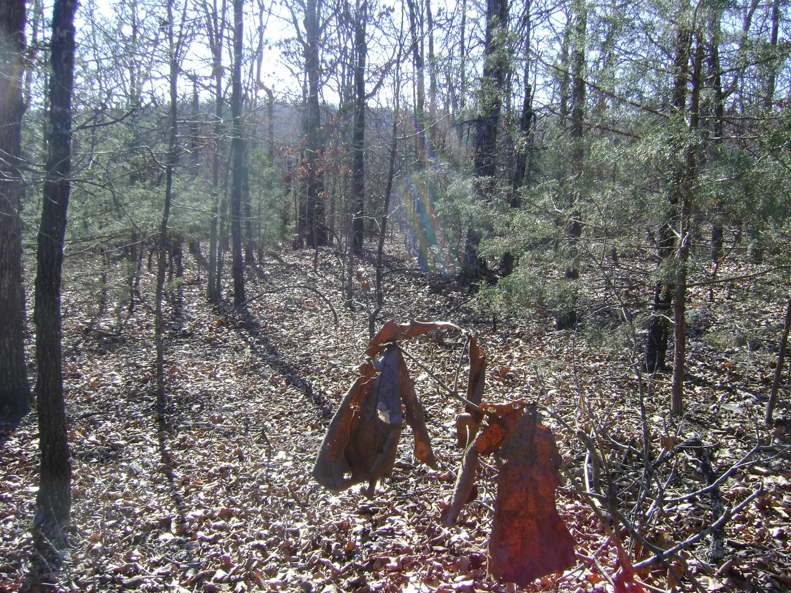 Photo 10 - Vacant Land for sale – XXX  Venture Lane   Ash Flat, AR