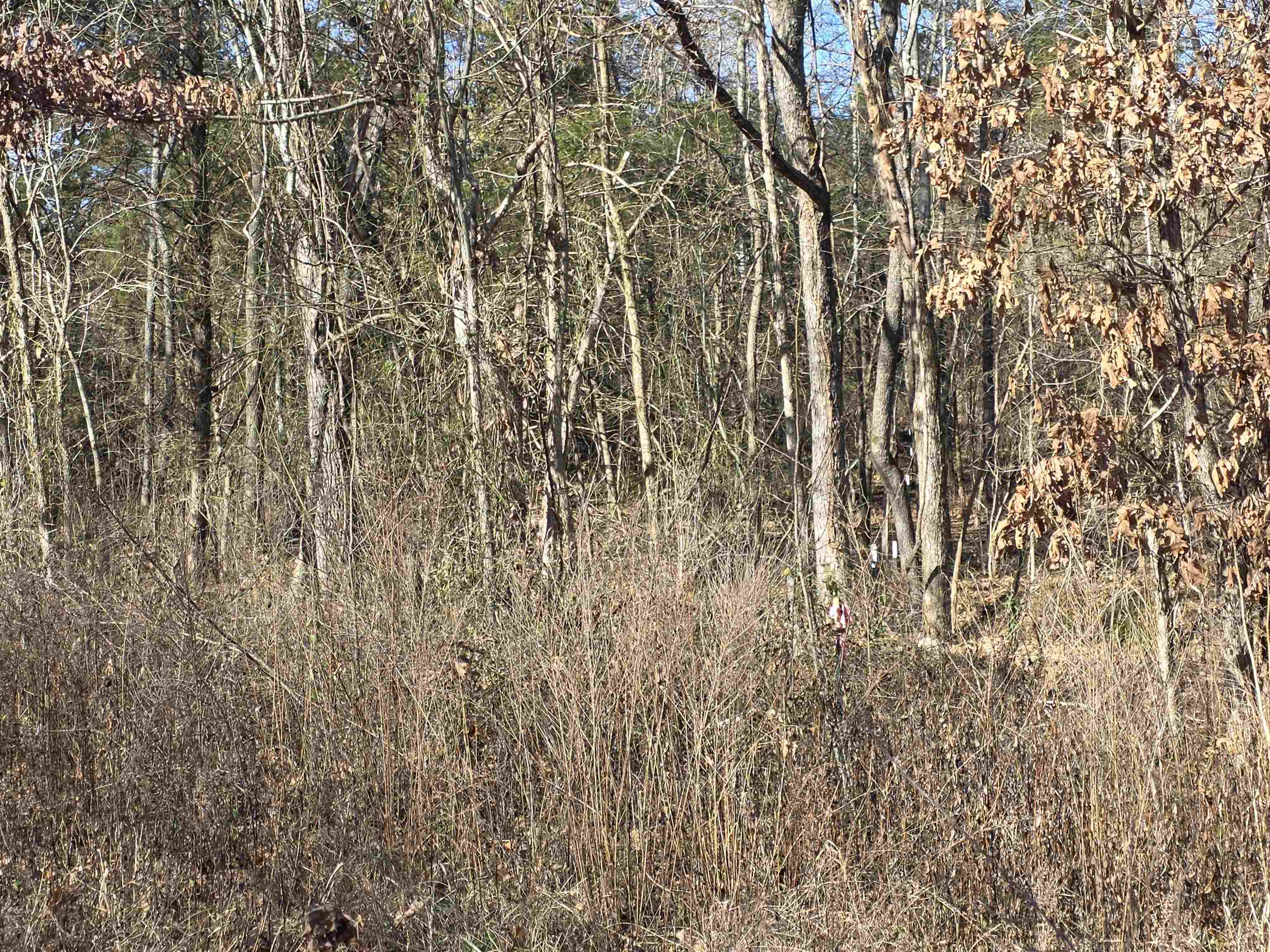 Photo 3 - Vacant Land for sale – 49  Meadow Brook   Sage, AR