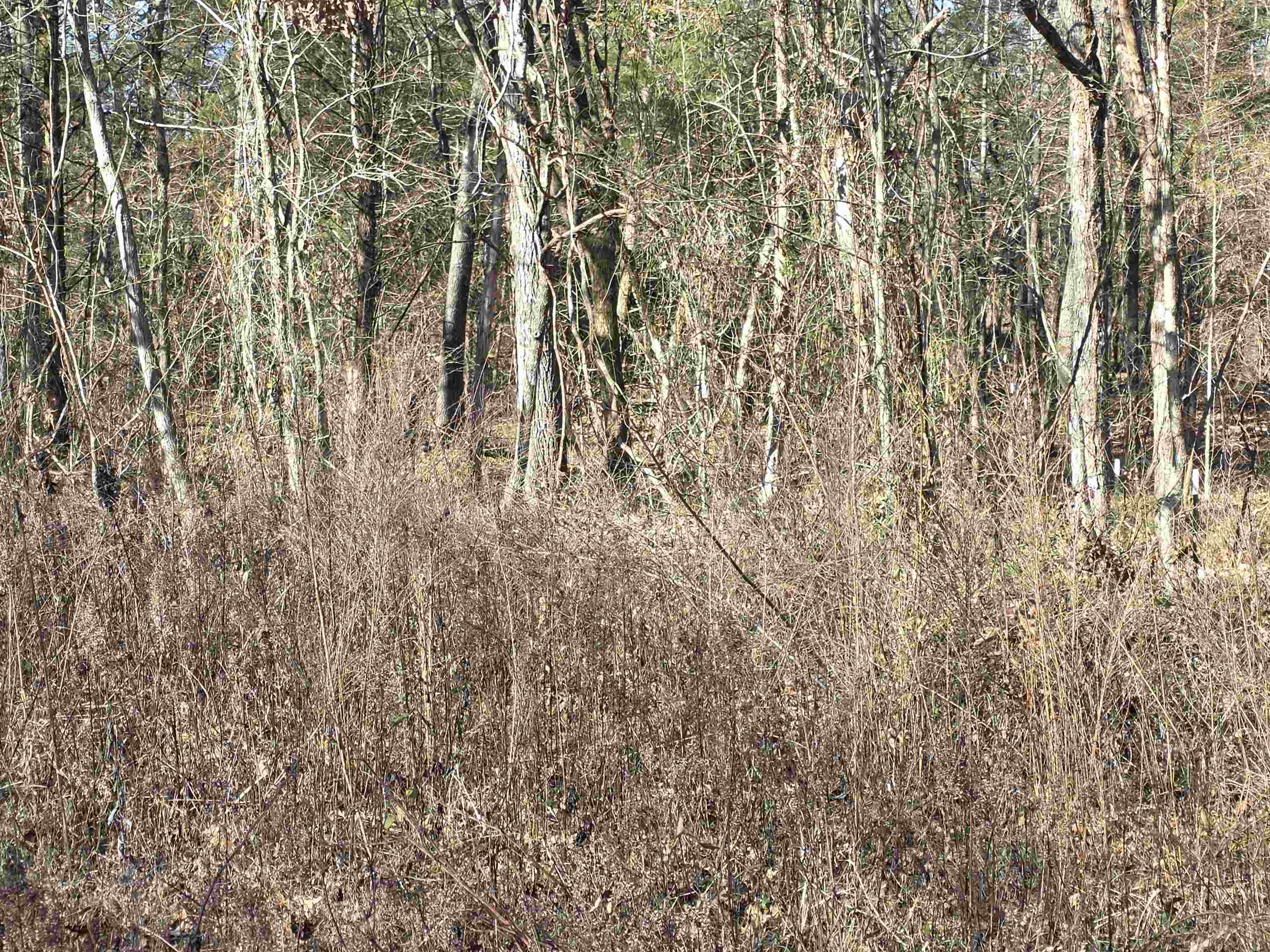 Photo 4 - Vacant Land for sale – 49  Meadow Brook   Sage, AR