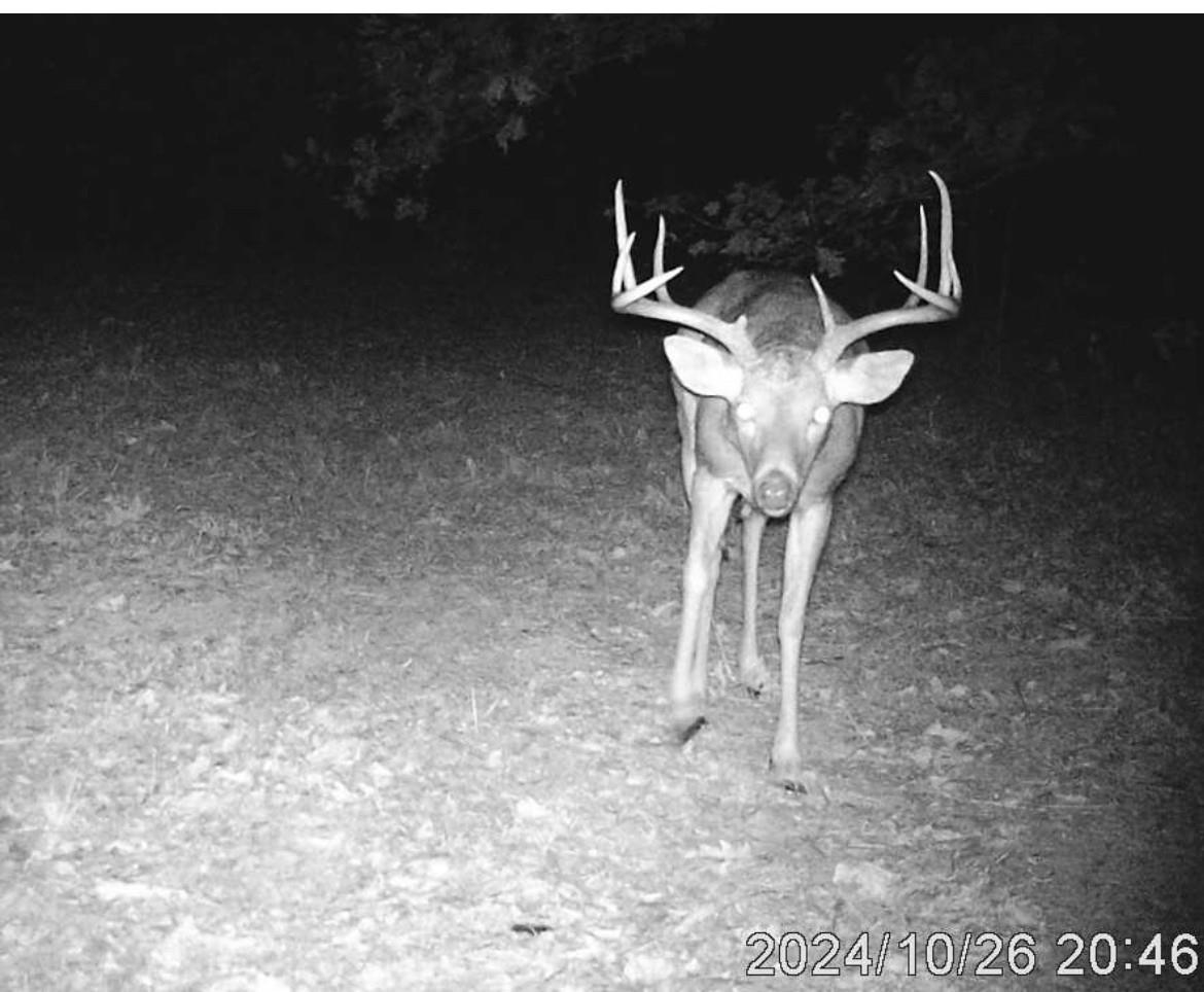 Photo 12 - Vacant Land for sale – 71A  Love Hollow   Mount Pleasant, AR