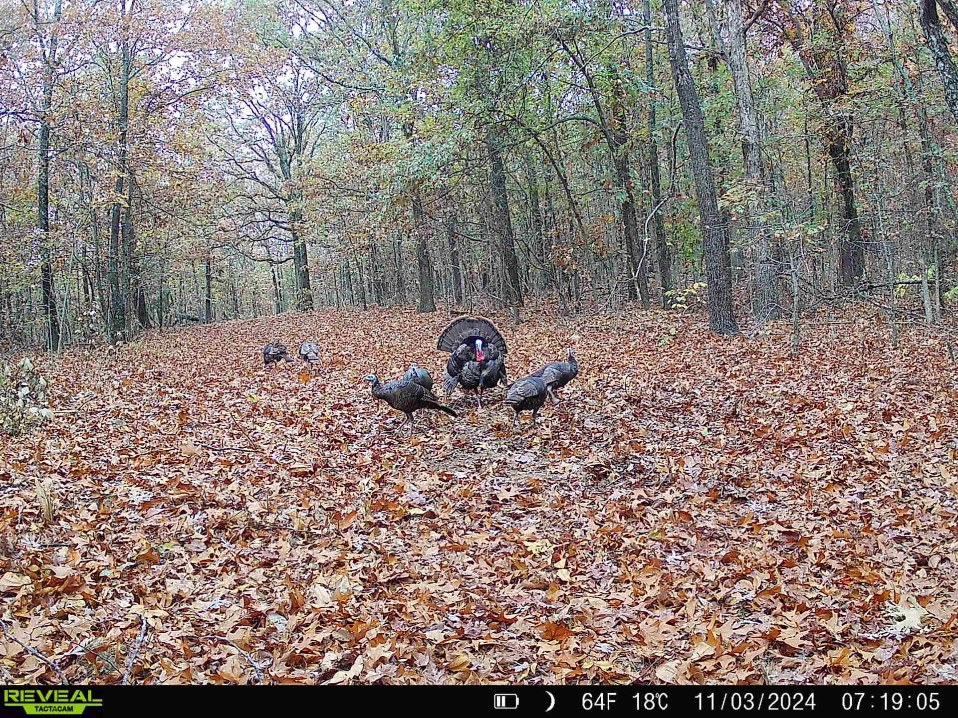 Photo 36 - Vacant Land for sale – 71A  Love Hollow   Mount Pleasant, AR